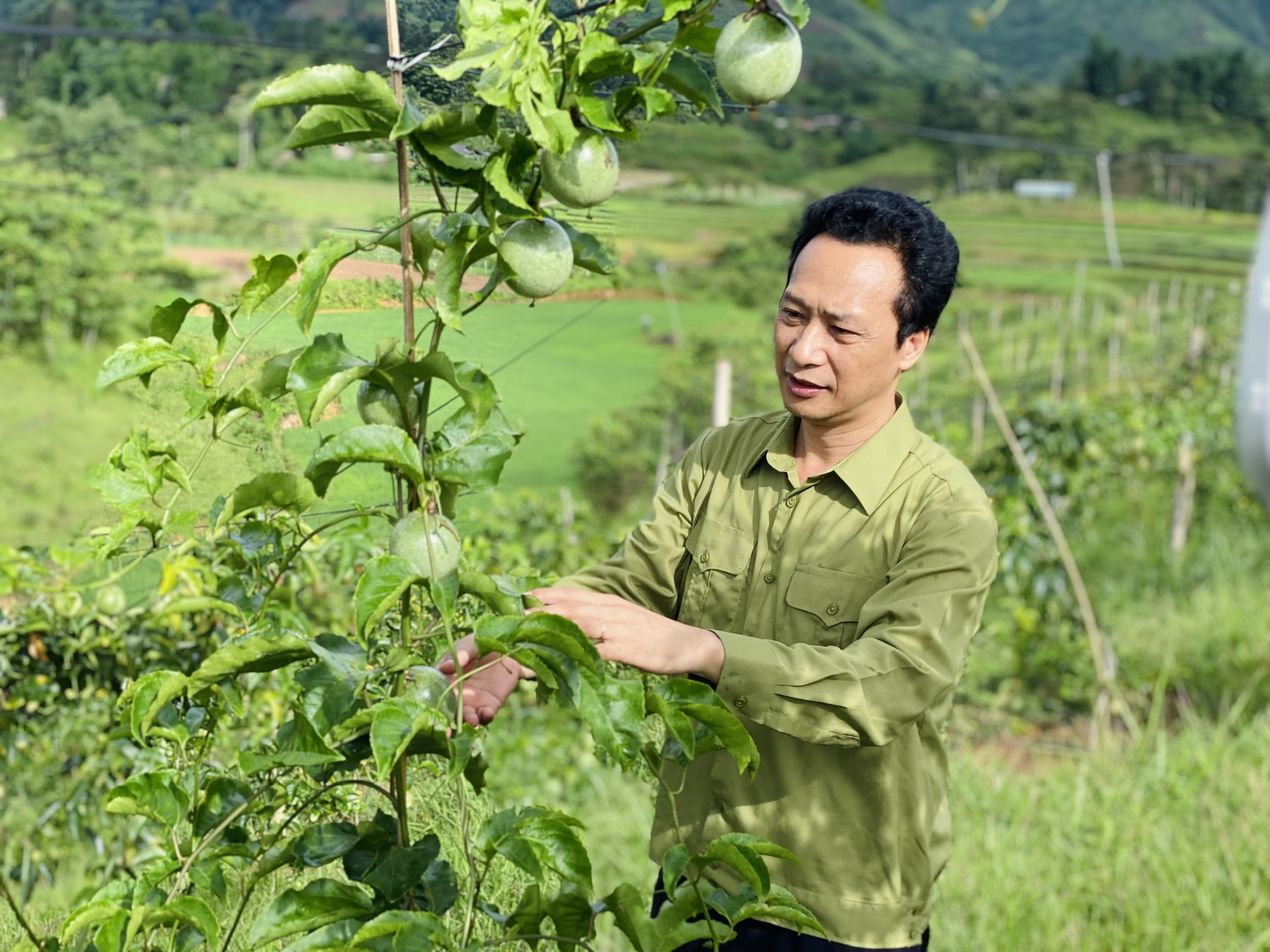  Nậm Pồ: Nông dân biến đồi nương thành vườn trái ngọt - Ảnh 4.