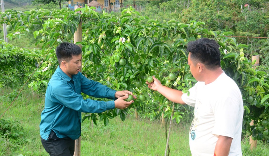  Nậm Pồ: Nông dân biến đồi nương thành vườn trái ngọt - Ảnh 3.