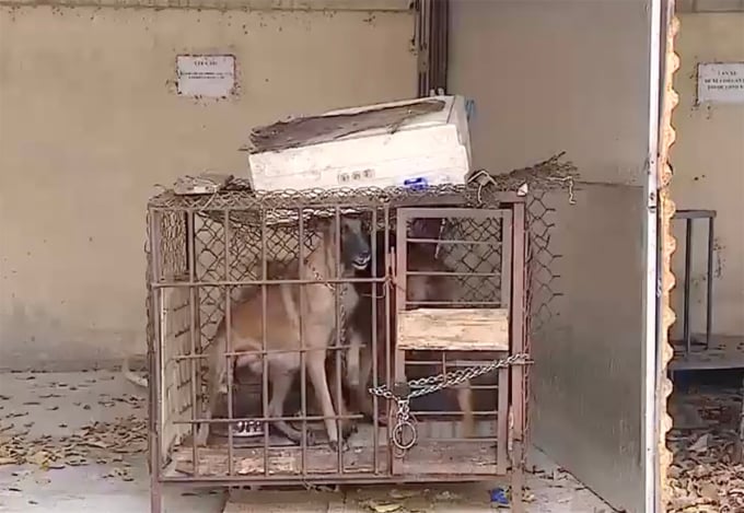 Vụ chó béc giê cắn chết bé 5 tuổi ở Vĩnh Phúc: Khởi tố một chủ nuôi là người thân - Ảnh 1.