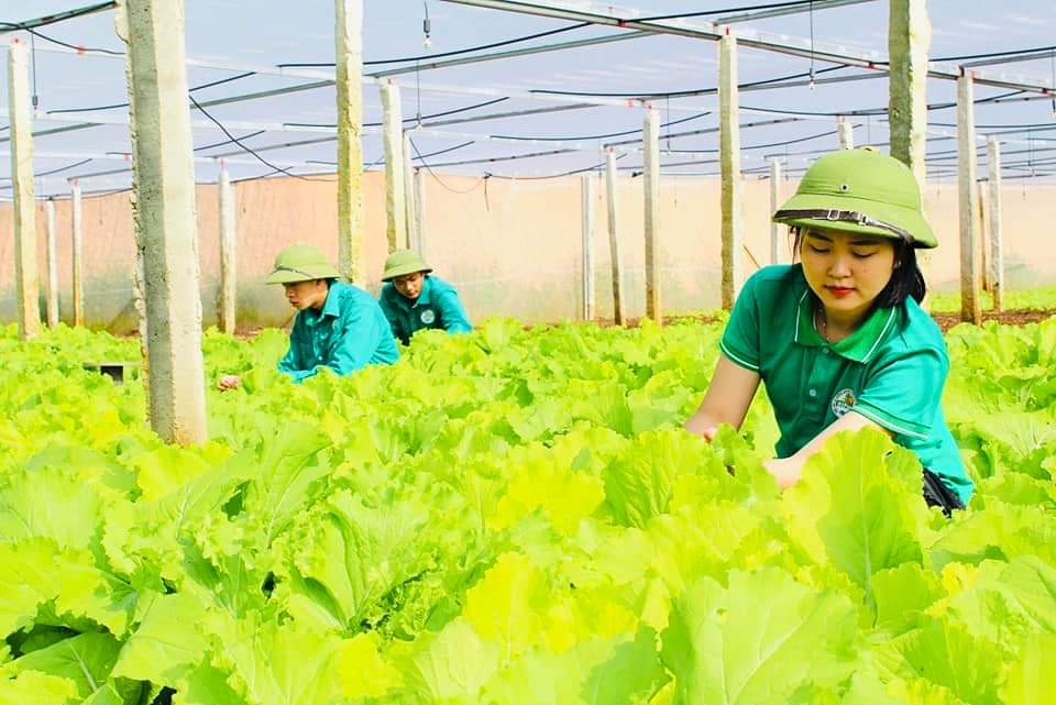 HTX Nông nghiệp Công nghệ cao Si Pa Phìn: Rau sạch vùng cao, vươn ra thị trường lớn - Ảnh 1.