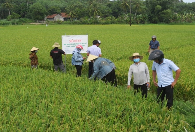 Quảng Ngãi: Nông nghiệp thị xã Đức Phổ vượt khó, tăng trưởng vượt kế hoạch năm 2024- Ảnh 1. Quảng Ngãi: Nông nghiệp thị xã Đức Phổ vượt khó, tăng trưởng vượt kế hoạch năm 2024- Ảnh 1.