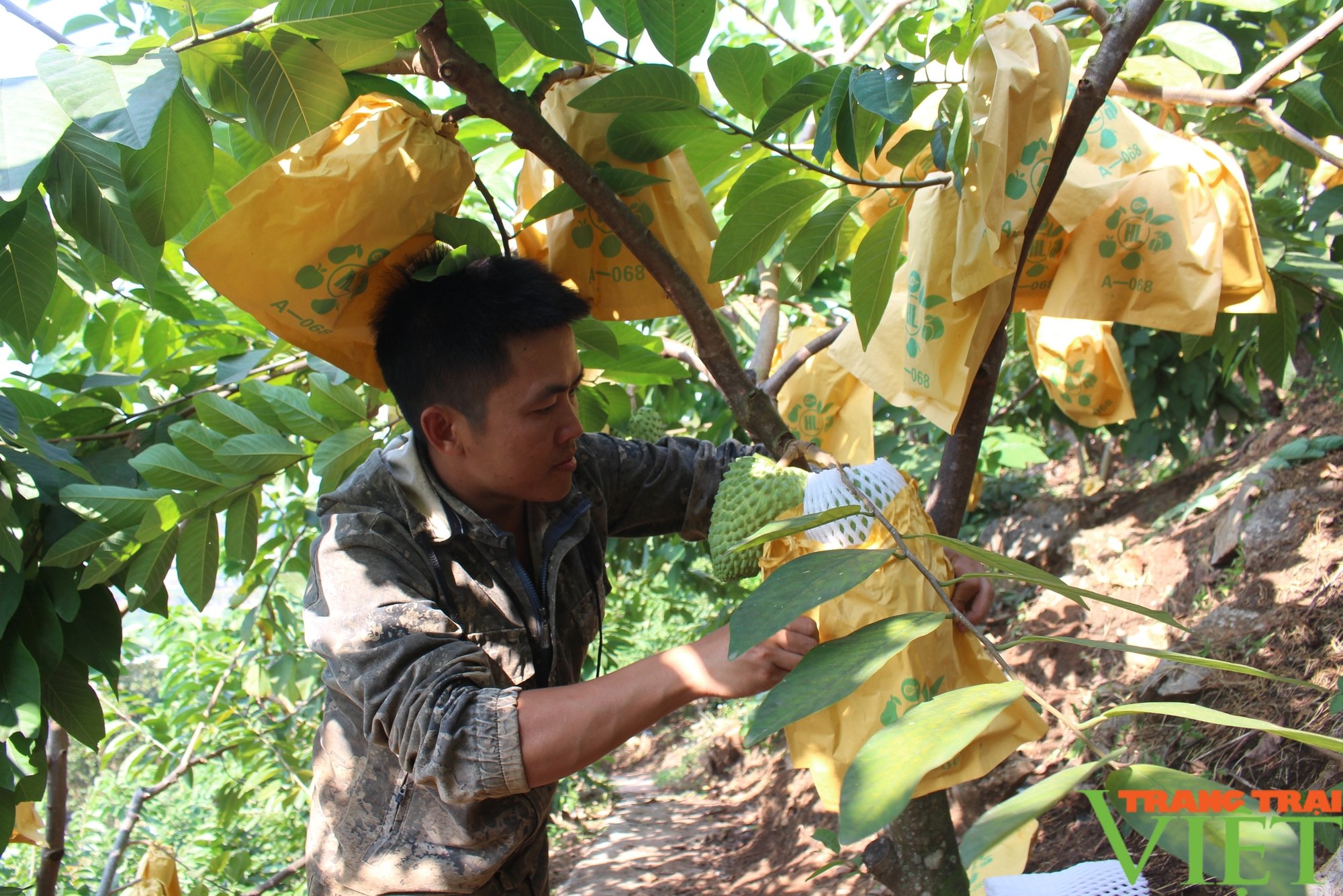 Phân bón Sông Lam Tây Bắc: Giúp nông dân có một mùa bội thu - Ảnh 1.