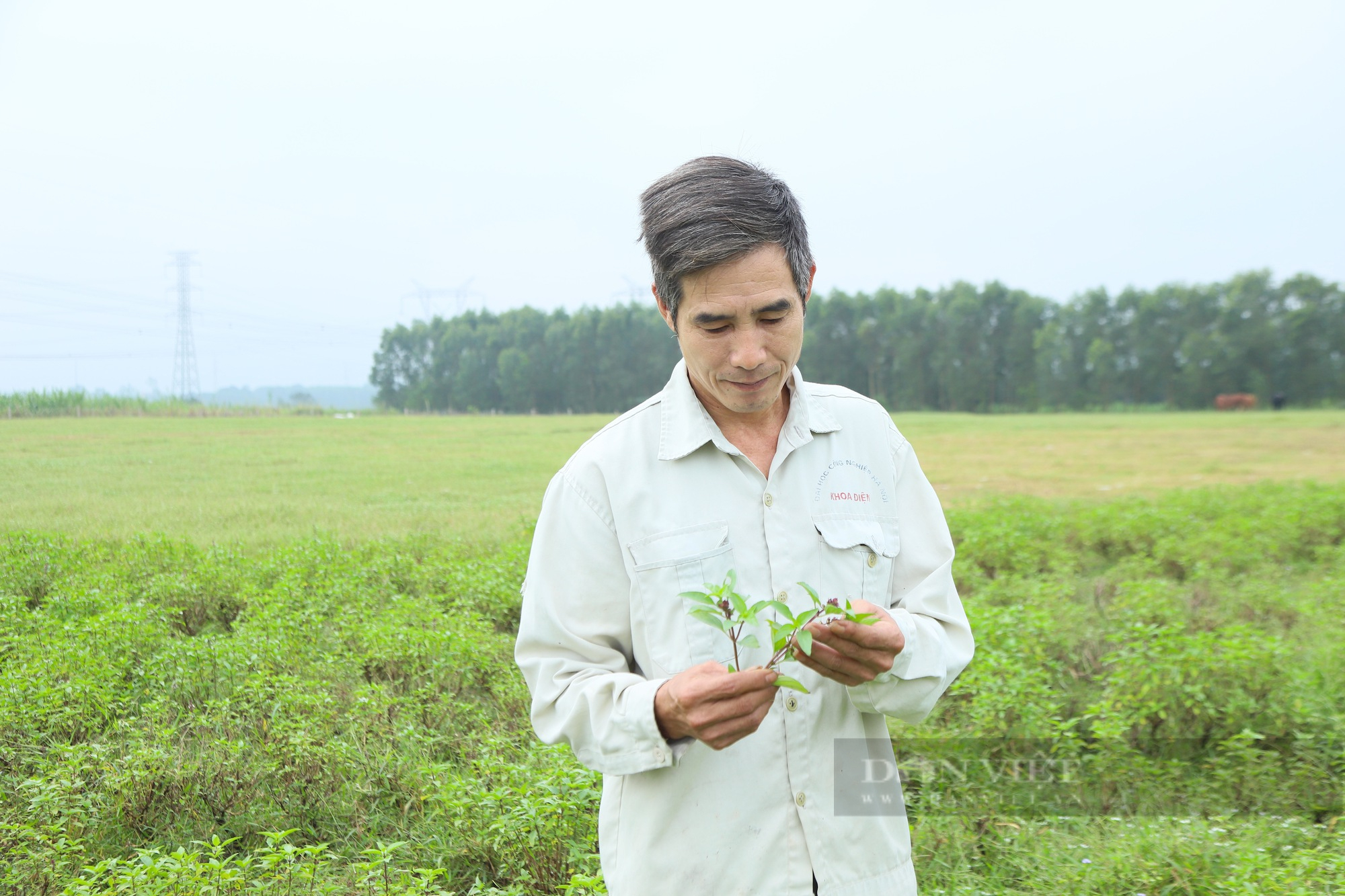 Rau húng quế, rau gia vị thơm quá đáng, dân nhậu ham ăn, ở Hà Tĩnh trồng làm gì mà lắm thế?- Ảnh 1.