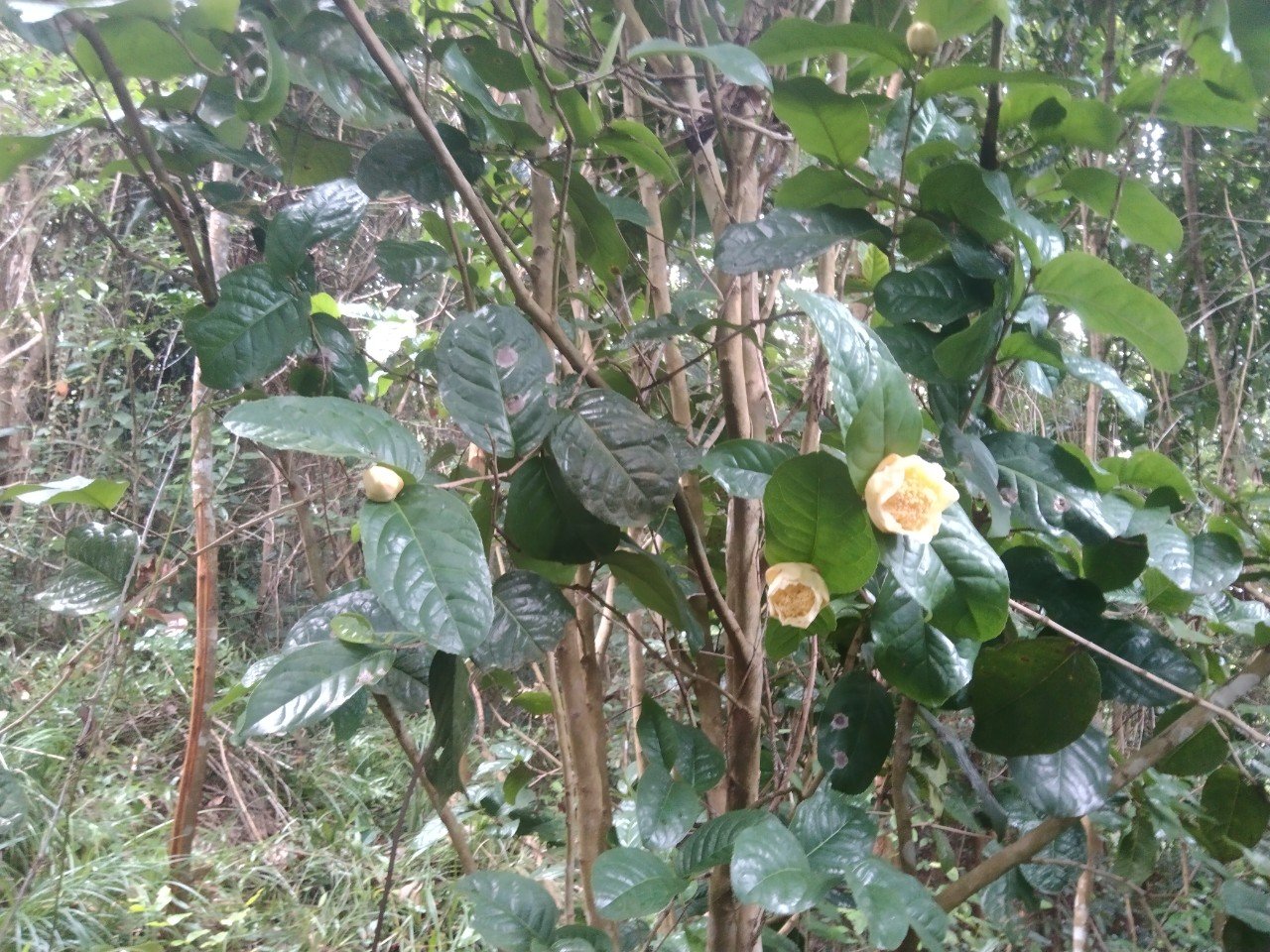 Mang cây dại trên rừng về nhà trồng để lấy hoa, lá chế biến, chàng trai Đắk Lắk bán tiền triệu mỗi kilôgam - Ảnh 3.