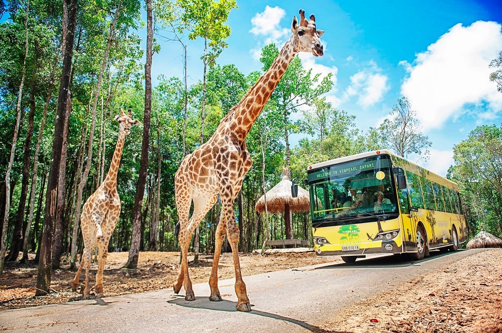 Vinpearl Safari Phú Quốc lọt top đầu vườn thú và thủy cung tại Châu Á - Ảnh 2.