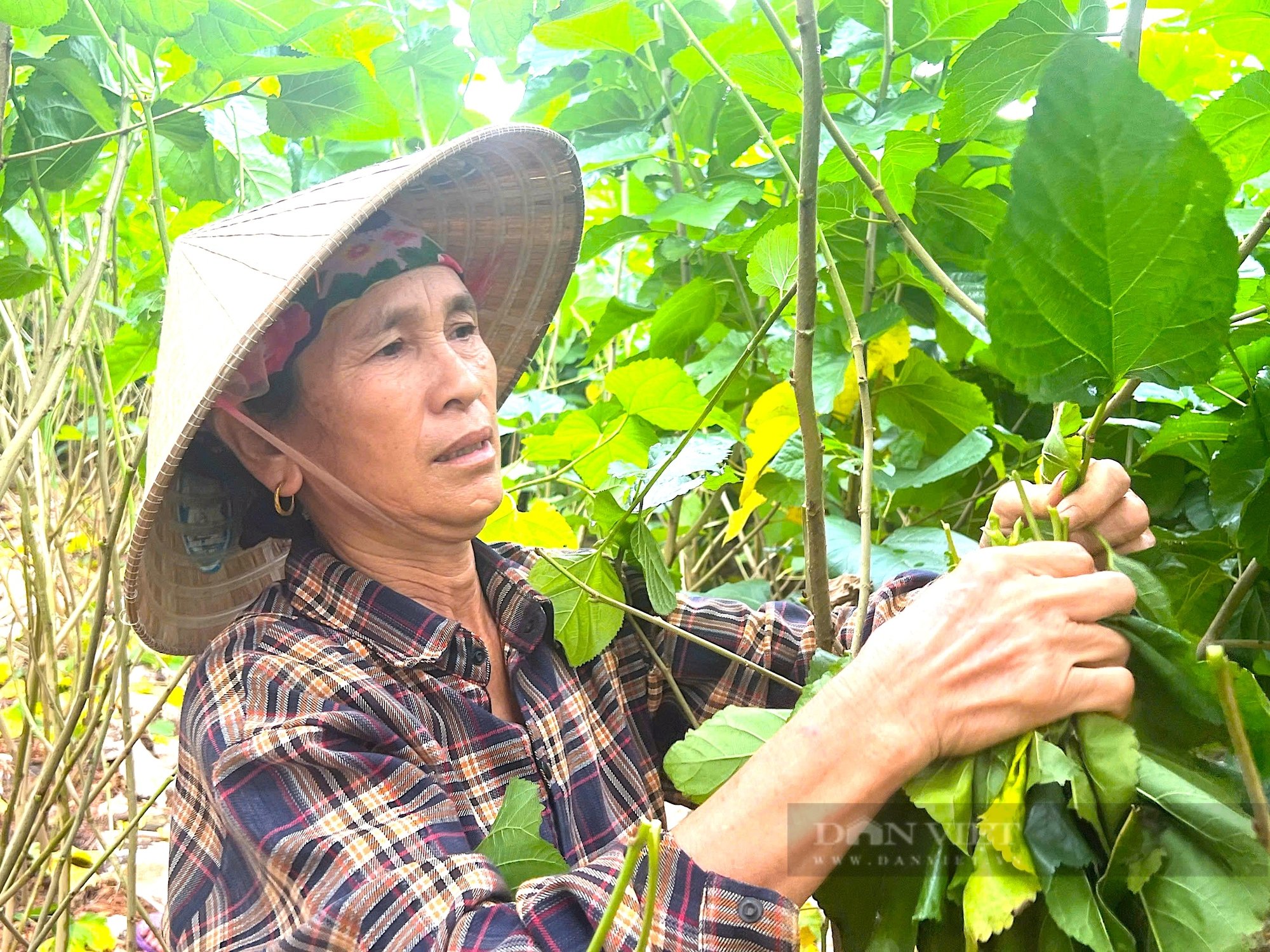 Nuôi con “ăn lên”, giúp nông dân Hà Tĩnh giàu lên trông thấy - Ảnh 7.