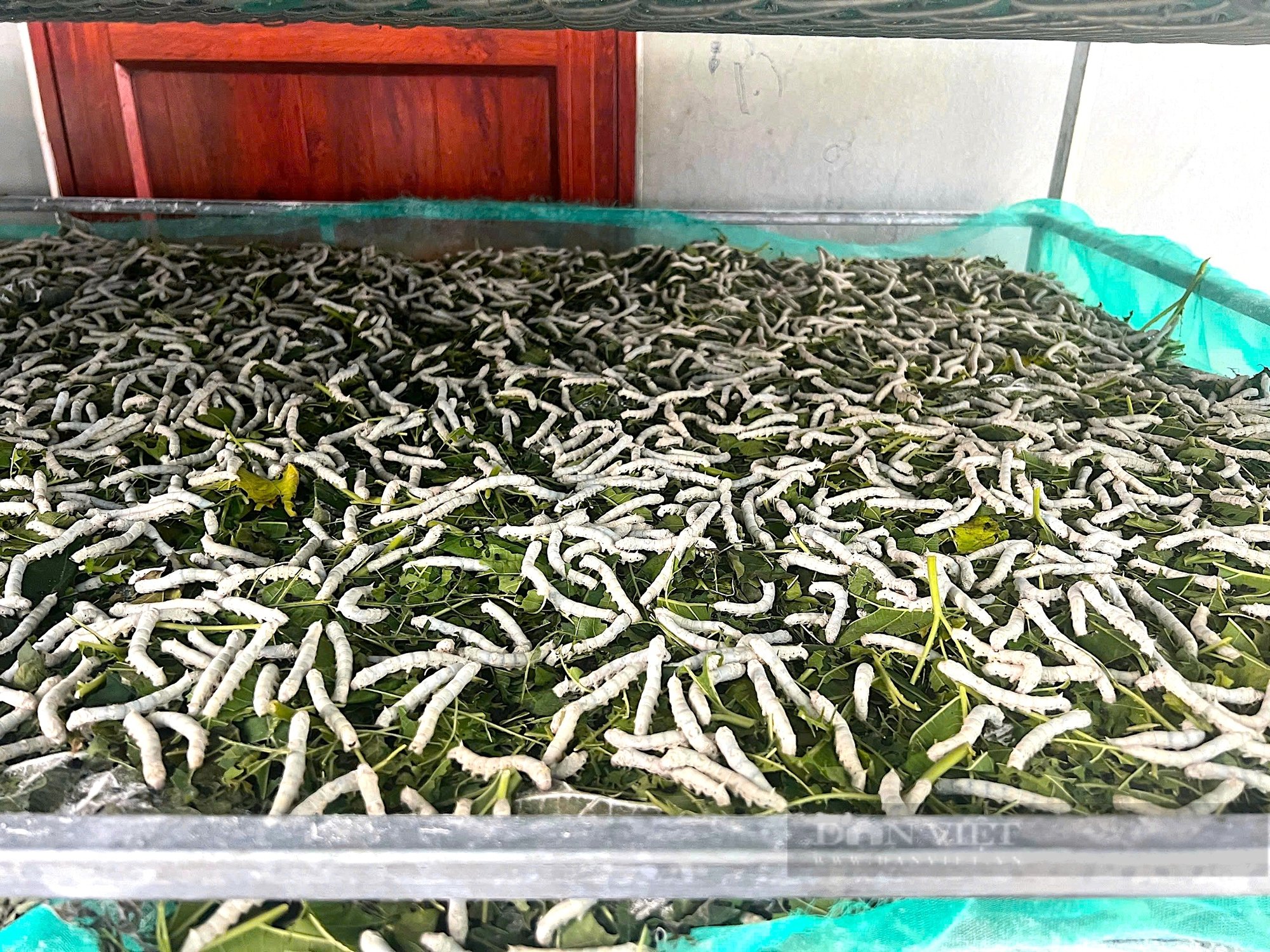 Nuôi con “ăn lên”, giúp nông dân Hà Tĩnh giàu lên trông thấy - Ảnh 3.