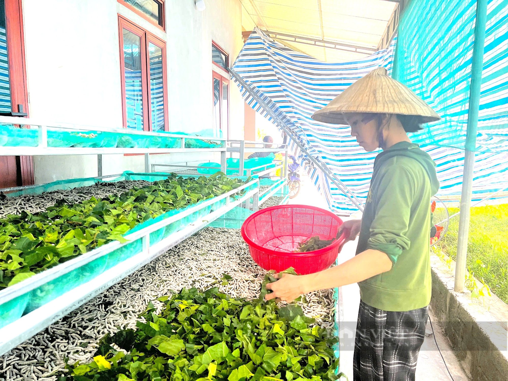 Nuôi con “ăn lên”, giúp nông dân Hà Tĩnh giàu lên trông thấy - Ảnh 8.