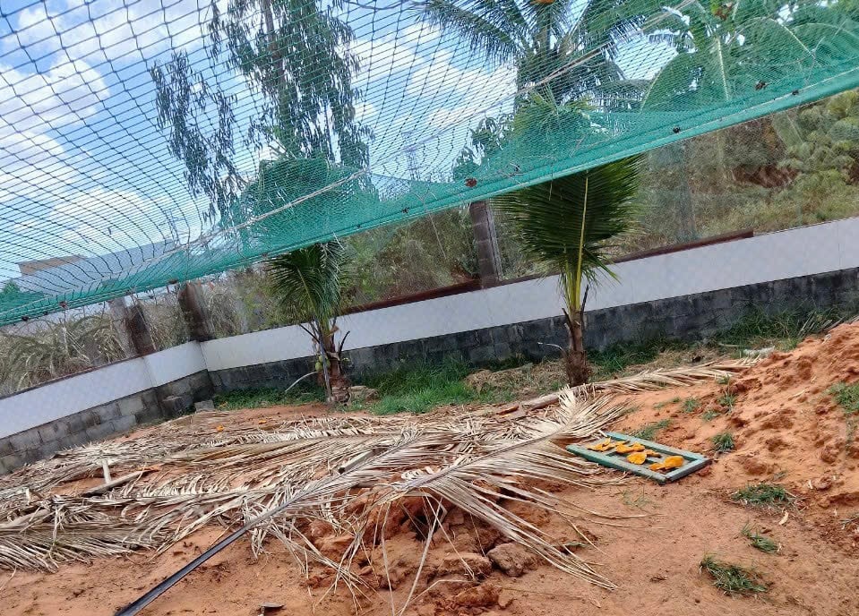 Dông cát, động vật hoang dã chả nằm trong sách Đỏ, dân Bình Thuận nuôi thoải mái, bán 1,2 triệu/kg- Ảnh 2.
