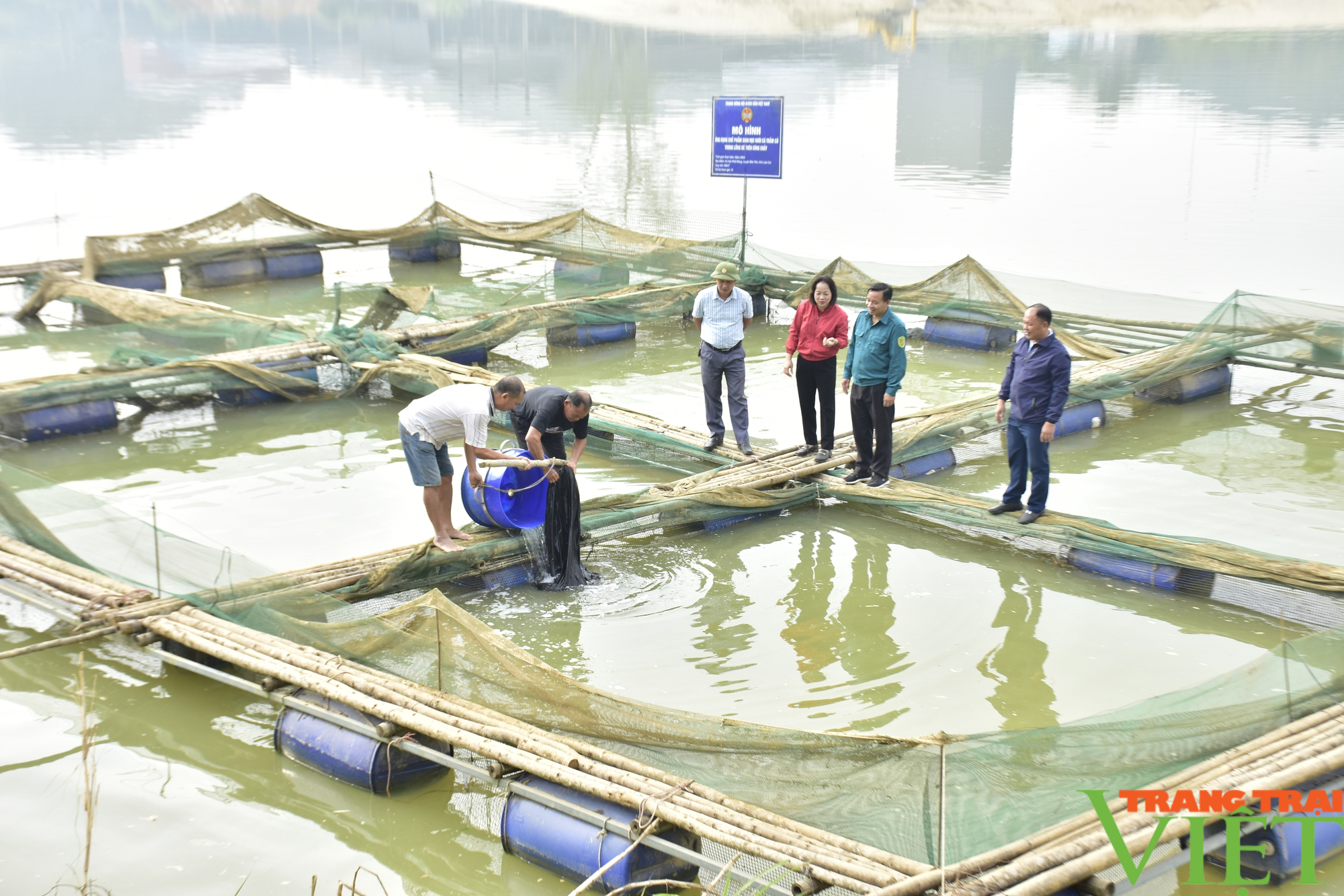 Hỗ trợ hơn 1 tấn cá giống cho bà con vùng lũ Lào Cai khôi phục sản xuất- Ảnh 2.