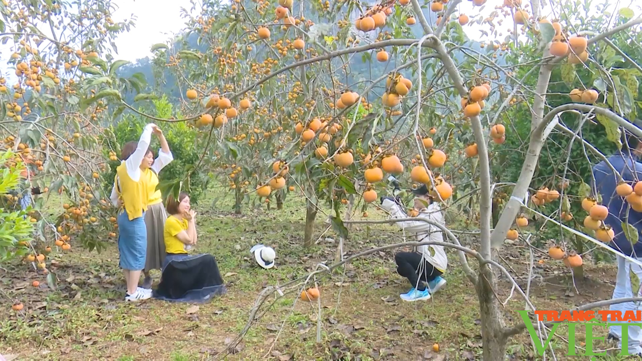 Mê mẩn mùa hồng chín trên cao nguyên Mộc Châu - Ảnh 3.