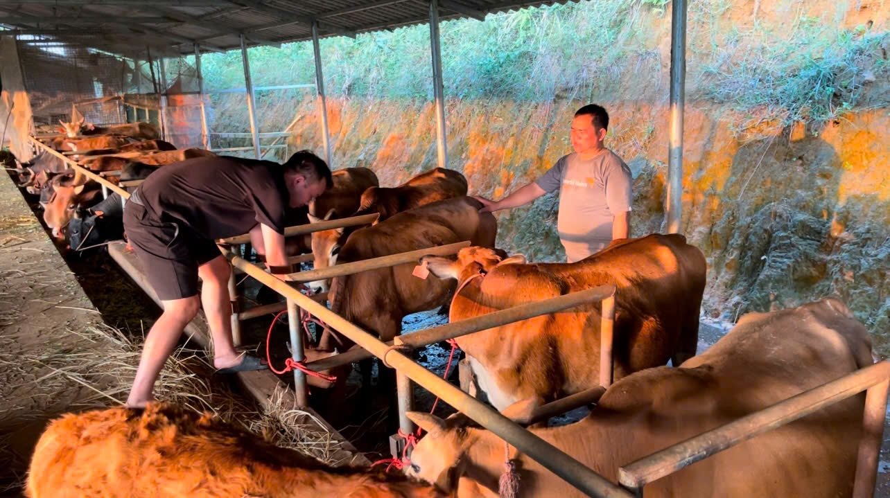 Nuôi bò thương phẩm, HTX Tiên Phong mở lối thoát nghèo cho bà con vùng cao - Ảnh 3.