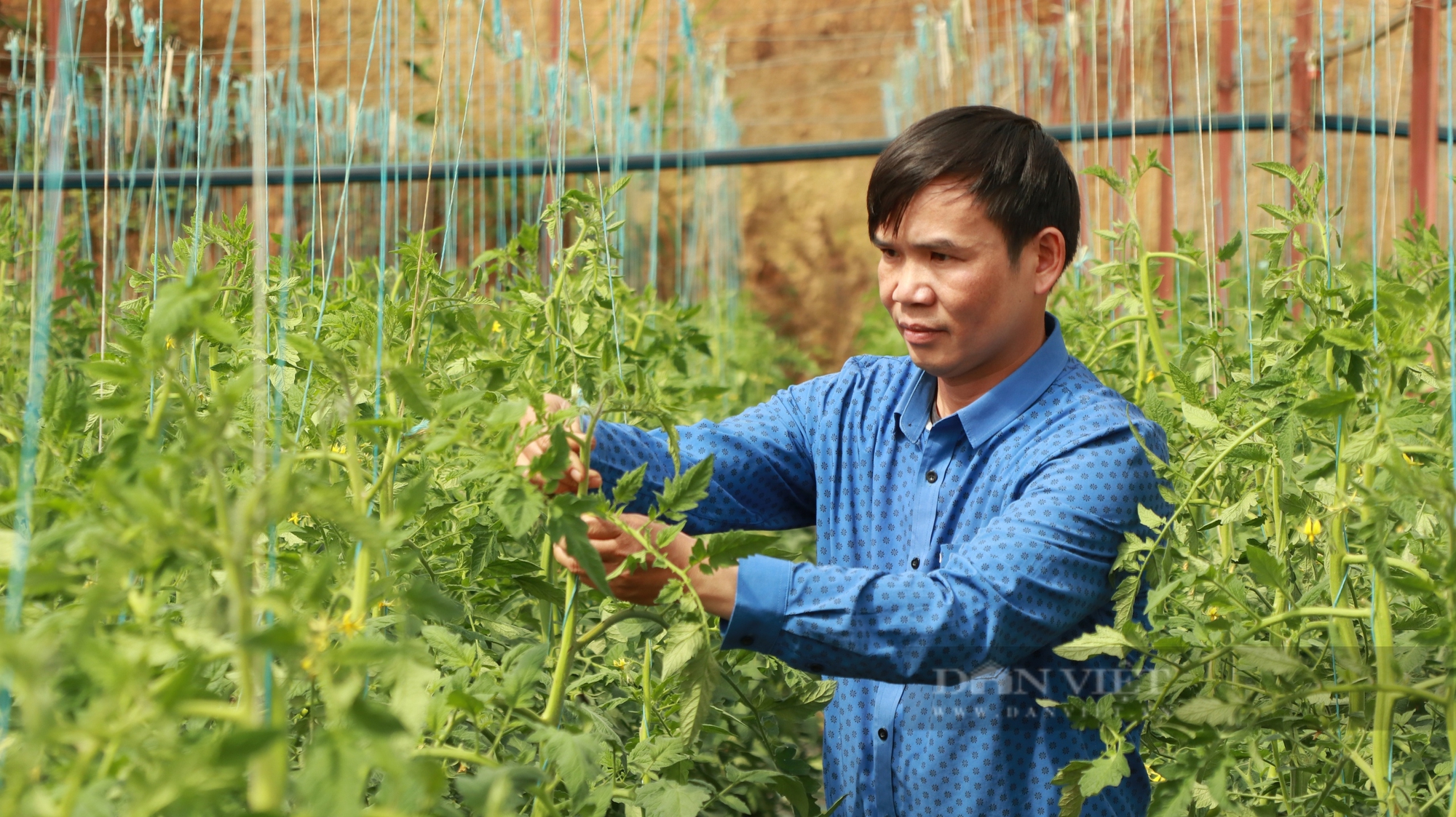 Tốt nghiệp đại học nông nghiệp, anh Cao Bá Quát về Đà Lạt trồng rau - Ảnh 1.