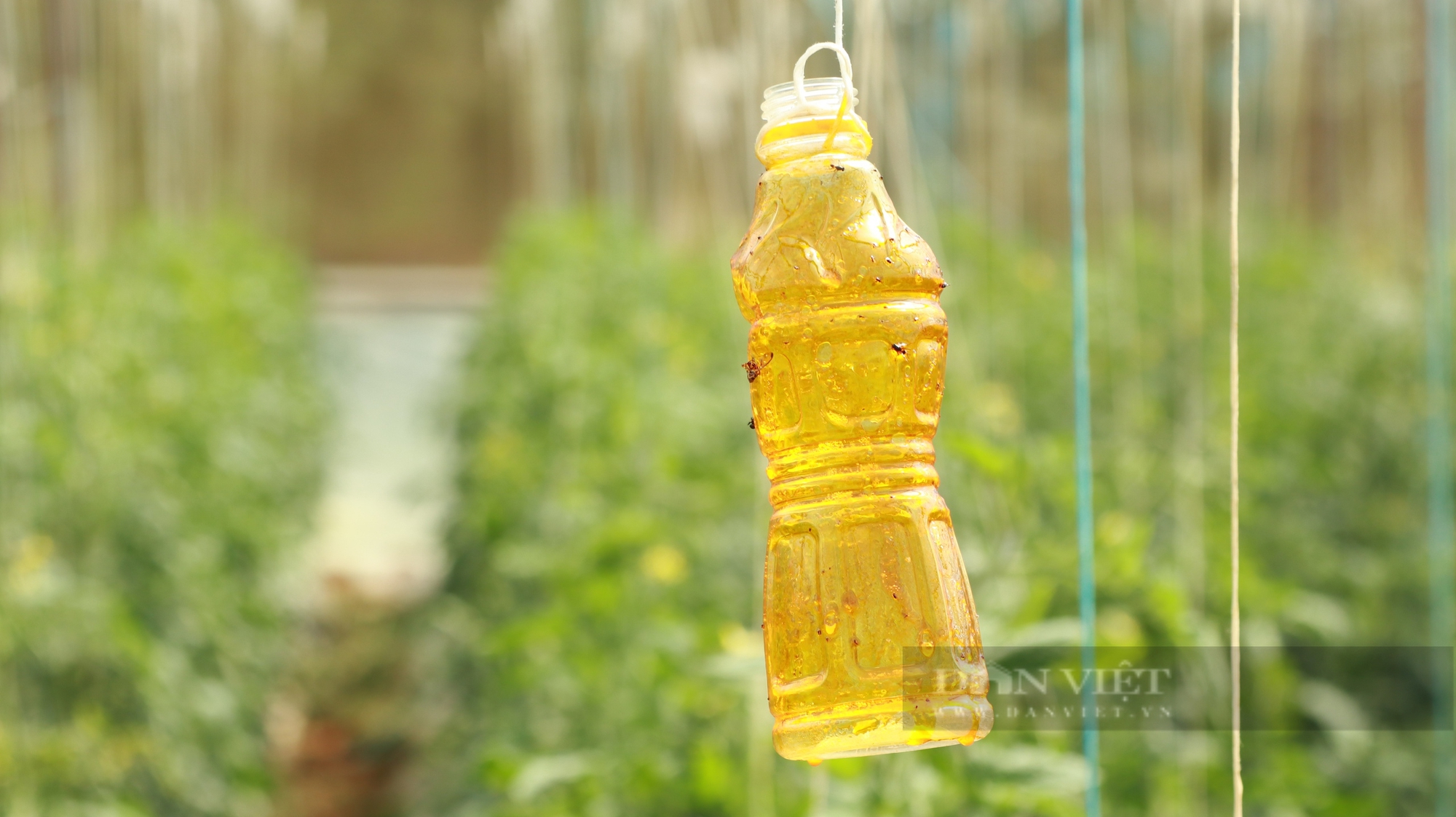 Tốt nghiệp đại học nông nghiệp, anh Cao Bá Quát về Đà Lạt trồng rau - Ảnh 3.