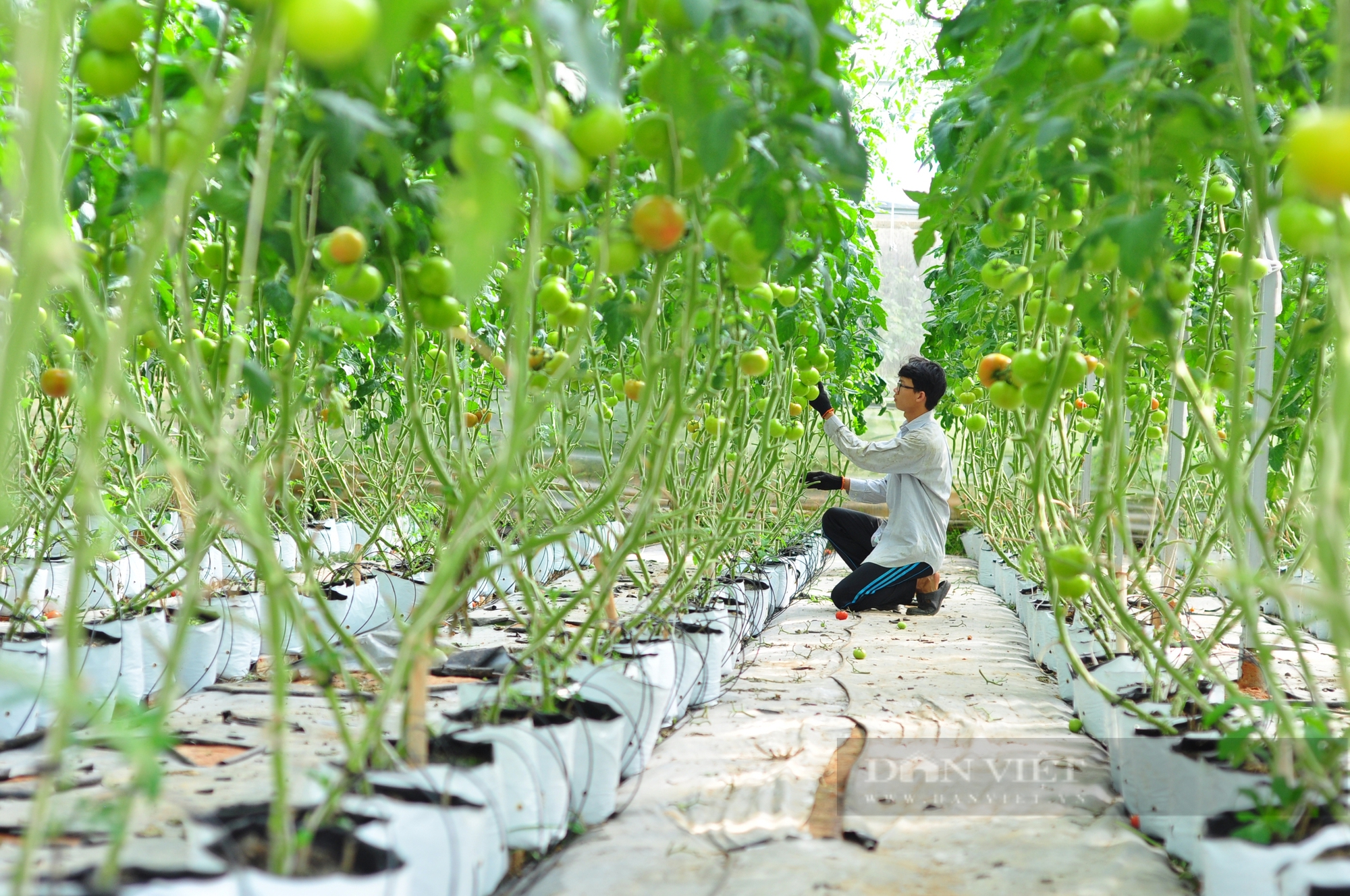 Tốt nghiệp đại học nông nghiệp, anh Cao Bá Quát về Đà Lạt trồng rau - Ảnh 4.