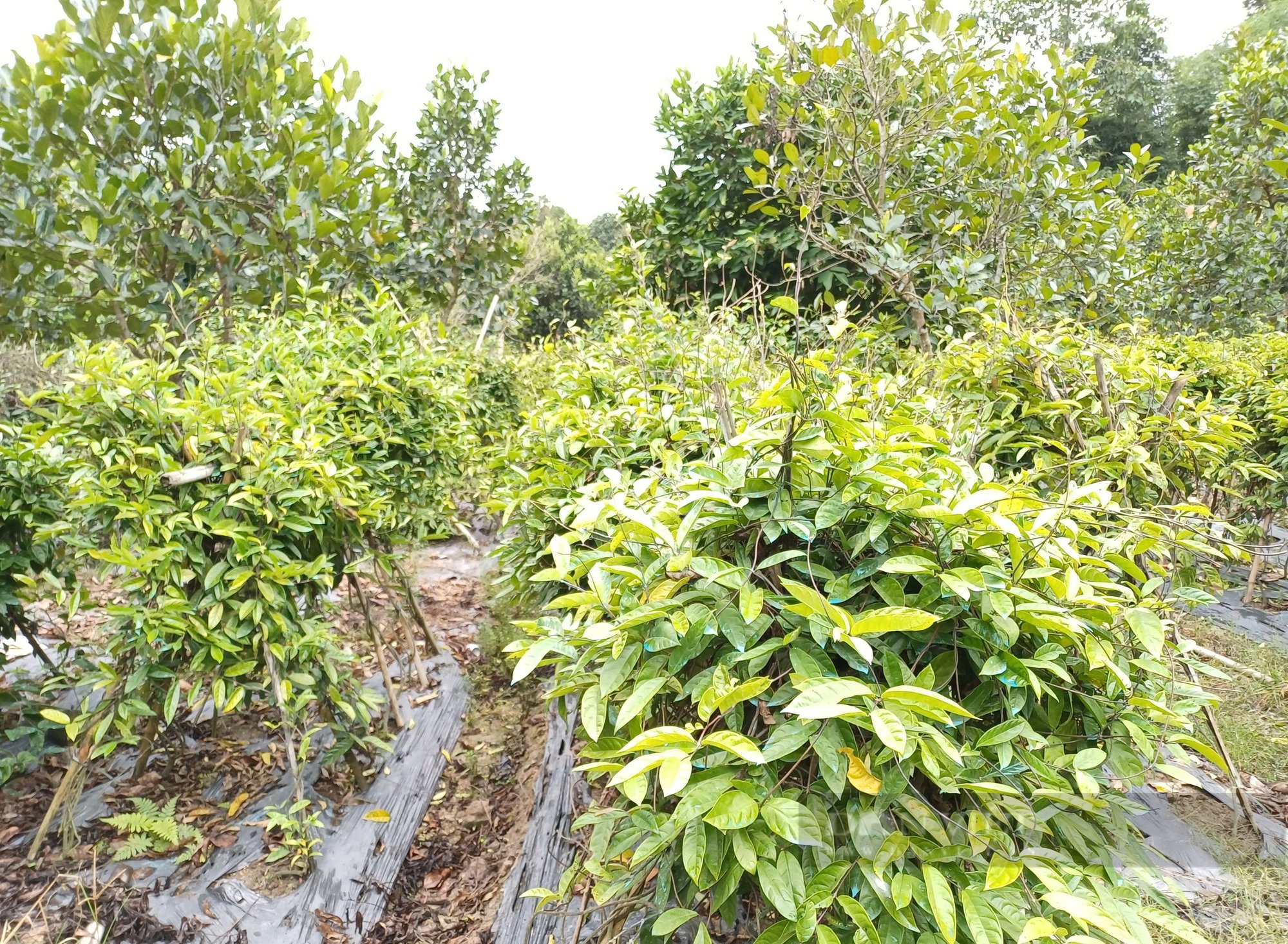 Thanh niên Thái Nguyên nhận giải thưởng Lương Định Của năm 2024 là người đam mê cây dược liệu từ nhỏ - Ảnh 2.