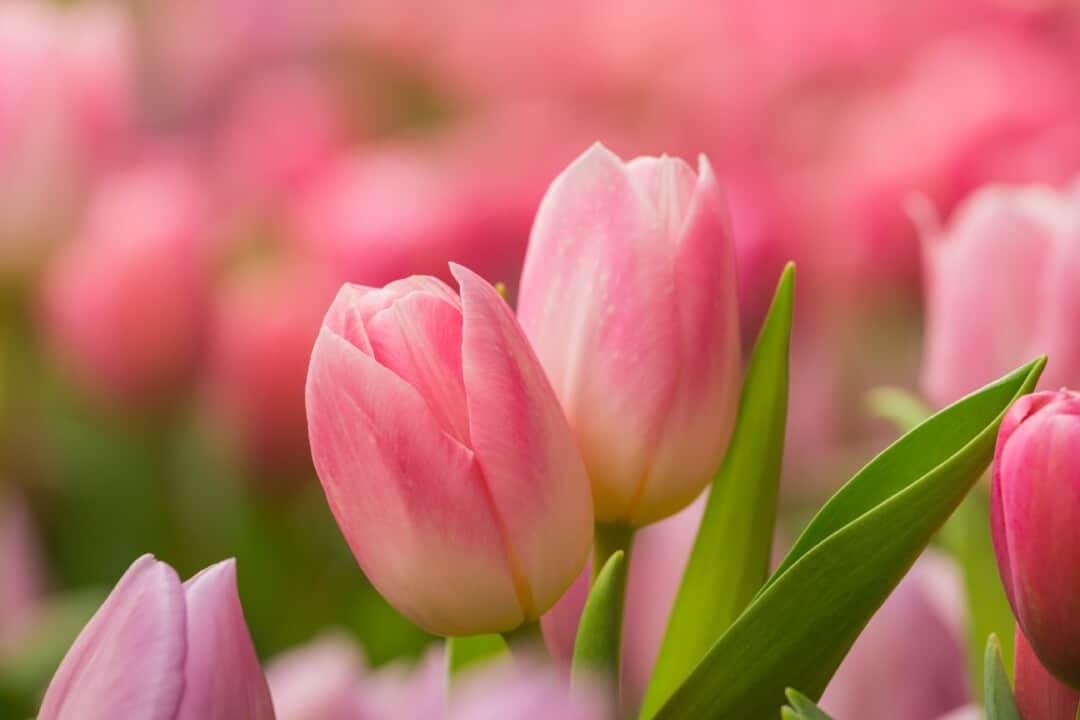 Ai sinh vào 4 ngày Âm lịch này, thời trẻ được Thần Tài sủng ái, về già như sống trong hũ mật - Ảnh 1.
