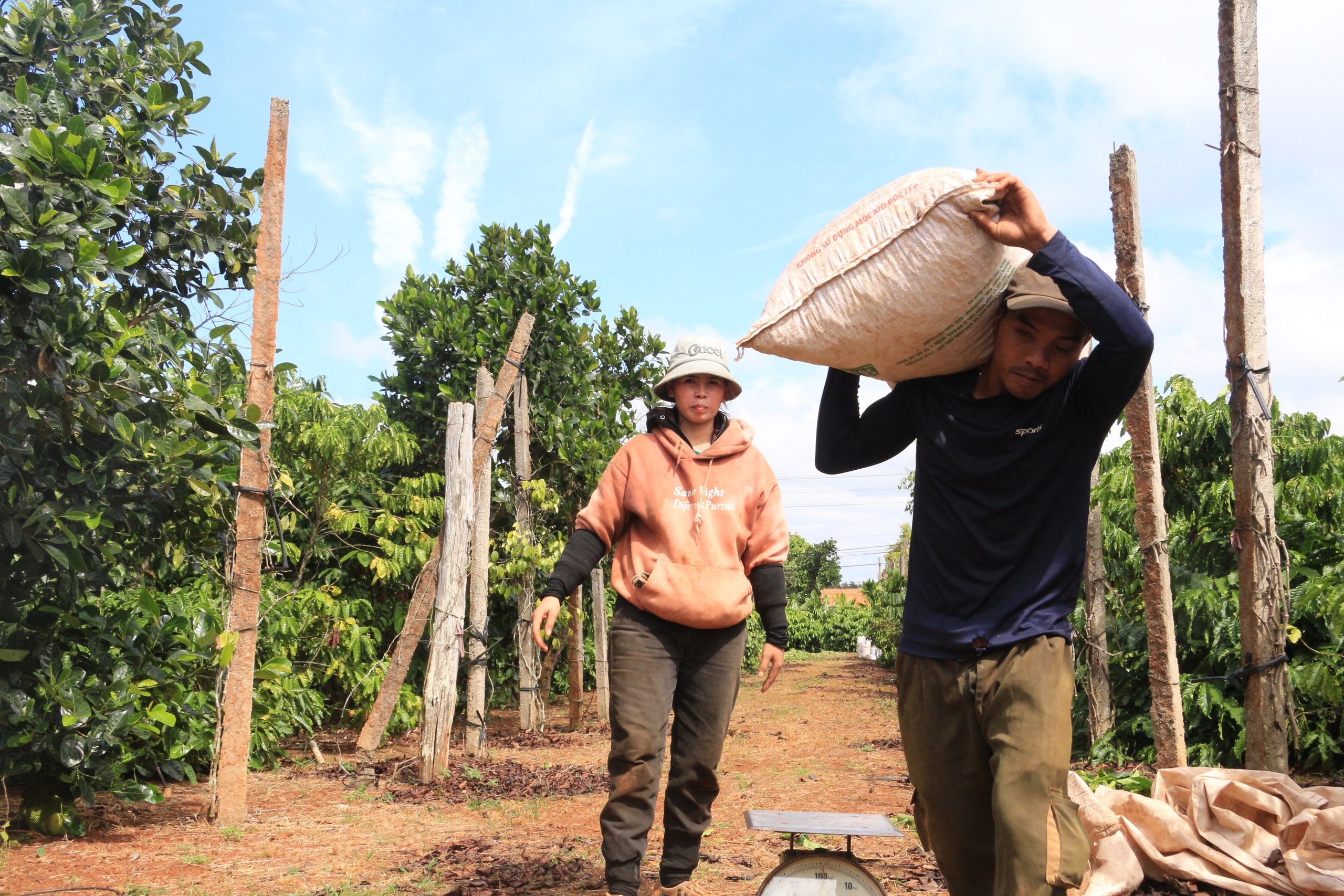 Hái cà phê chín: Giải pháp tăng sản lượng và chất lượng - Ảnh 3.