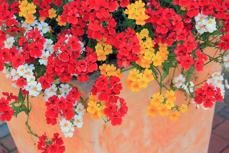 Cây cảnh bồng bềnh như mây, lãng mạn như thế giới cổ tích, ai thấy cũng mê - Ảnh 1.