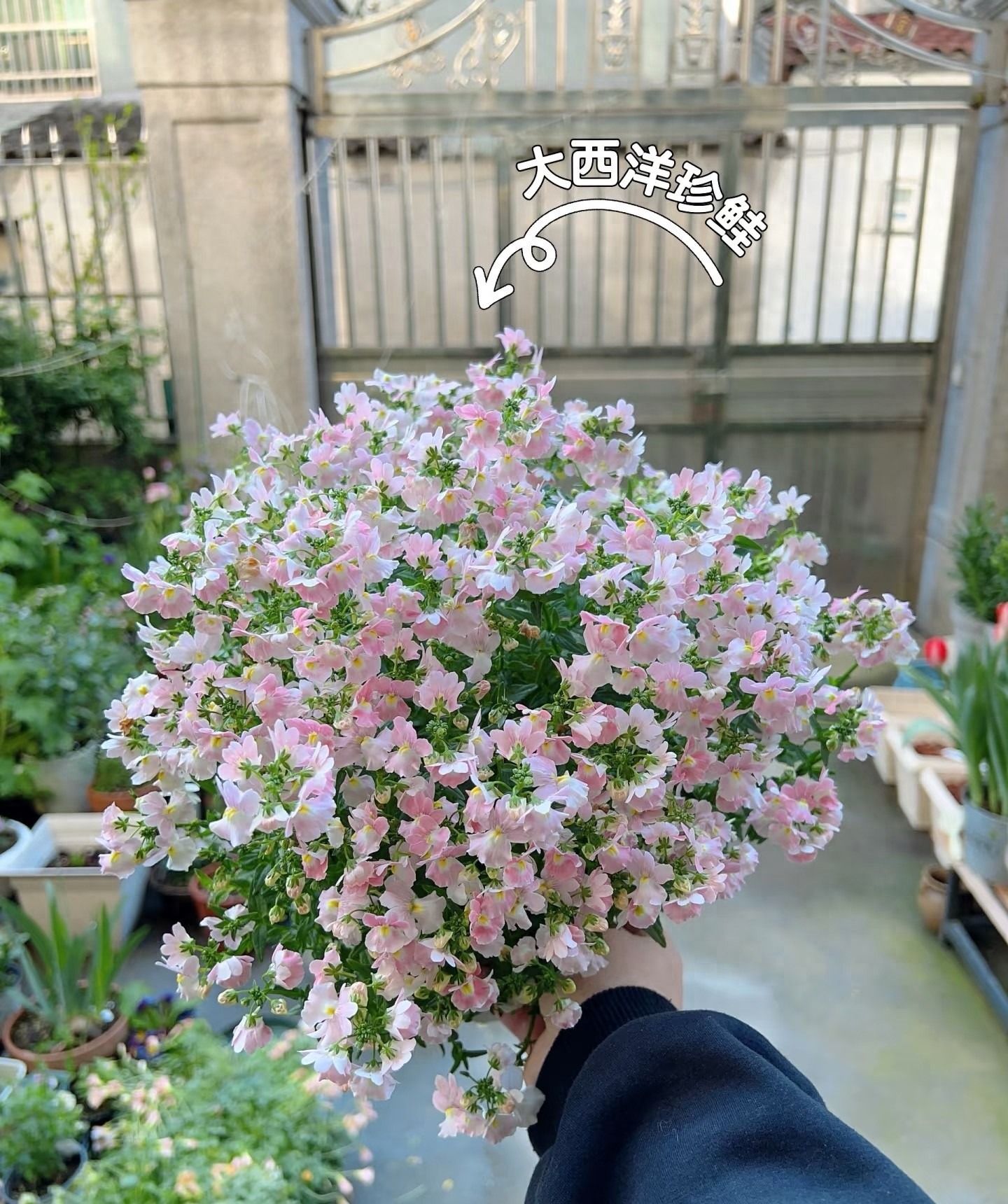 Cây cảnh bồng bềnh như mây, lãng mạn như thế giới cổ tích, ai thấy cũng mê - Ảnh 6.