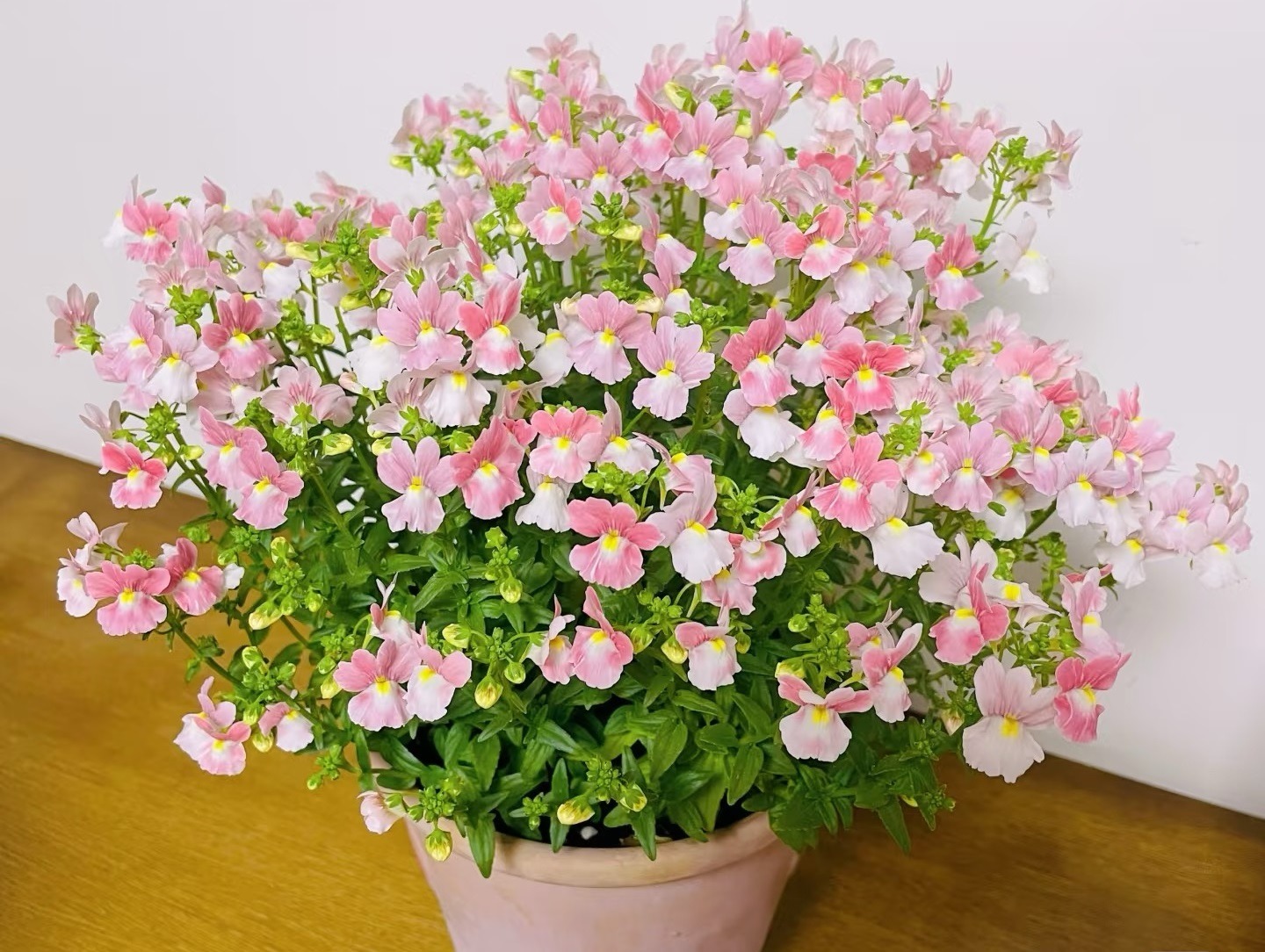Cây cảnh bồng bềnh như mây, lãng mạn như thế giới cổ tích, ai thấy cũng mê - Ảnh 5.