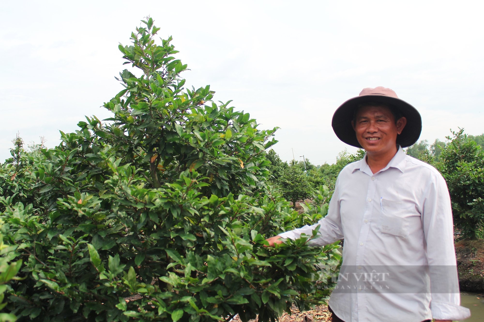 Làng nghề mai vàng Bình Lợi - mô hình điểm về phát triển ngành hoa, cây cảnh tại TP.HCM - Ảnh 2.