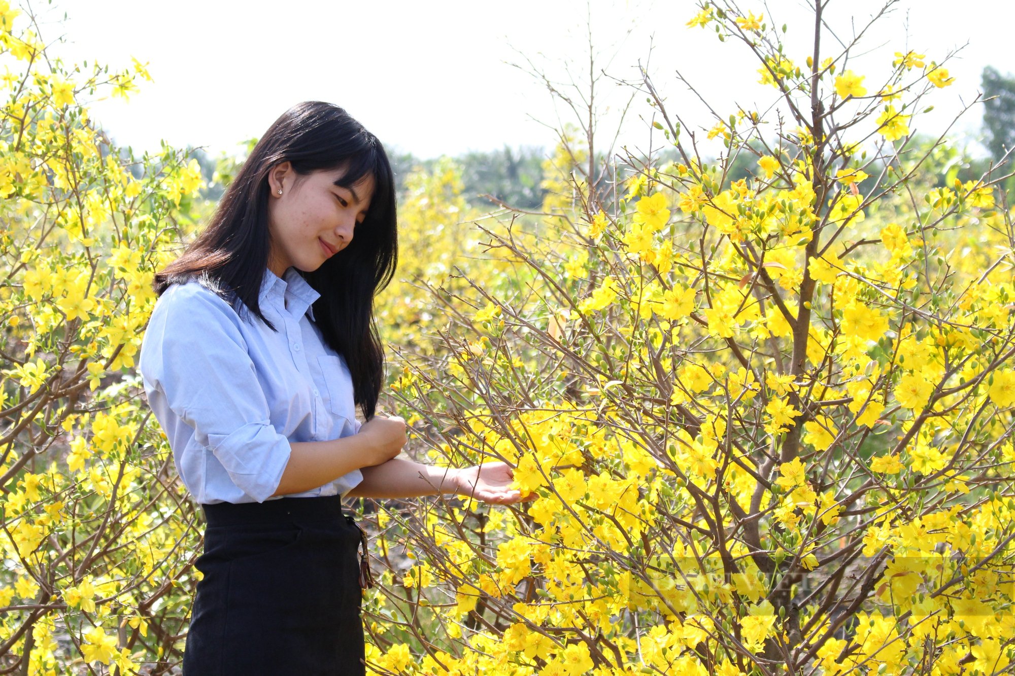 Làng nghề mai vàng Bình Lợi - mô hình điểm về phát triển ngành hoa, cây cảnh tại TP.HCM - Ảnh 3.