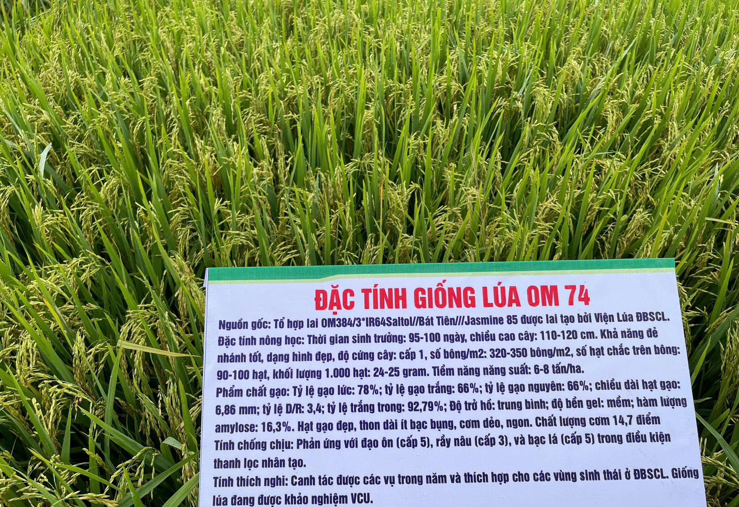 Giống lúa của Viện lúa ĐBSCL phát triển rất tốt trên huyện miền núi tỉnh Bình Thuận - Ảnh 4.
