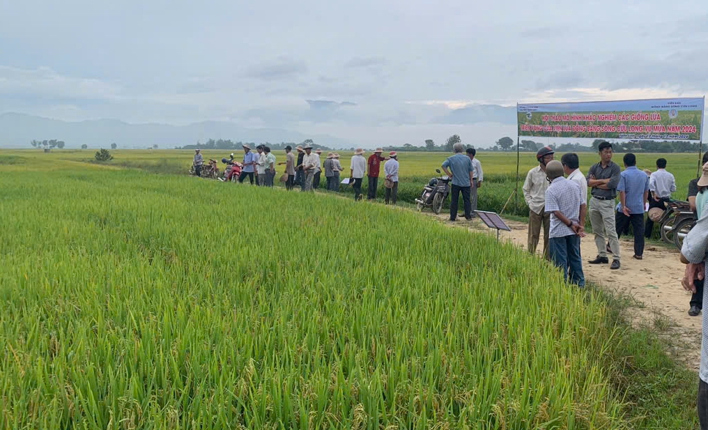 Giống lúa của Viện lúa ĐBSCL phát triển rất tốt trên huyện miền núi tỉnh Bình Thuận - Ảnh 1.