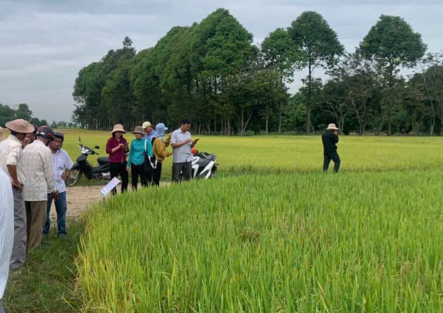 Giống lúa của Viện lúa ĐBSCL phát triển rất tốt trên huyện miền núi tỉnh Bình Thuận - Ảnh 2.
