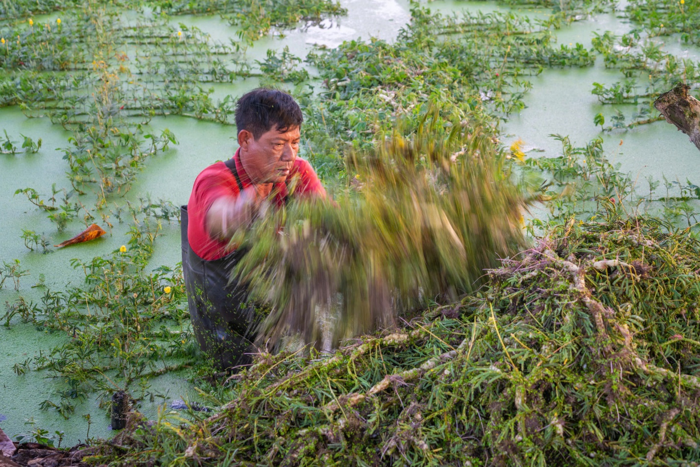 Vườn rau xanh mát ở ngoại ô TP.HCM: Chất liệu cho trải nghiệm du lịch nông thôn độc đáo - Ảnh 5.