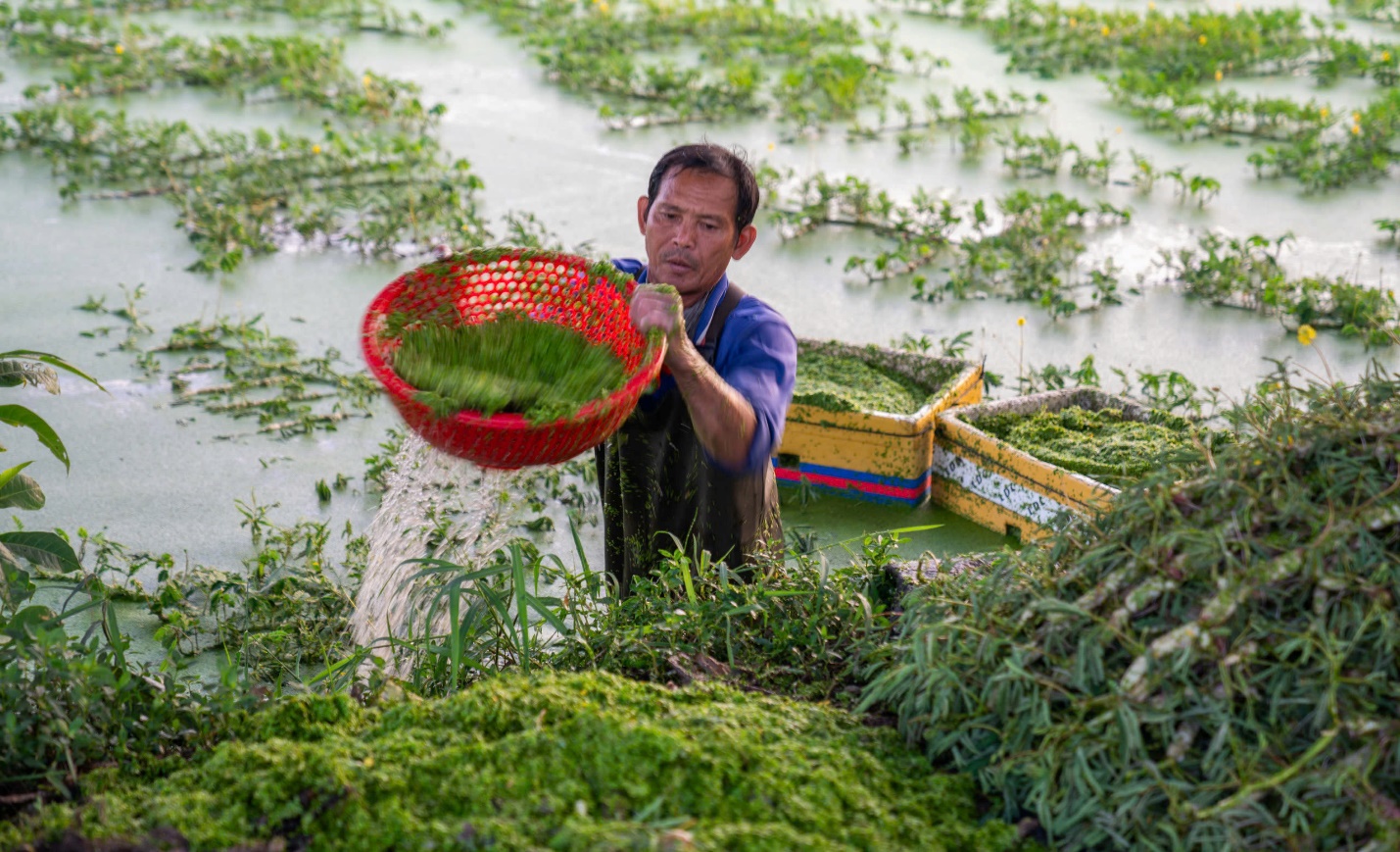 Vườn rau xanh mát ở ngoại ô TP.HCM: Chất liệu cho trải nghiệm du lịch nông thôn độc đáo - Ảnh 7.