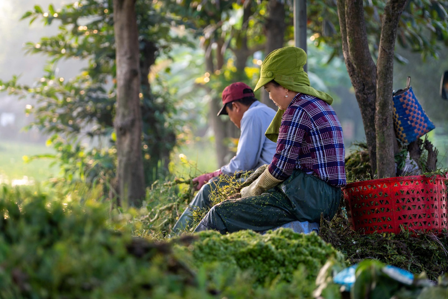 Vườn rau xanh mát ở ngoại ô TP.HCM: Chất liệu cho trải nghiệm du lịch nông thôn độc đáo - Ảnh 9.