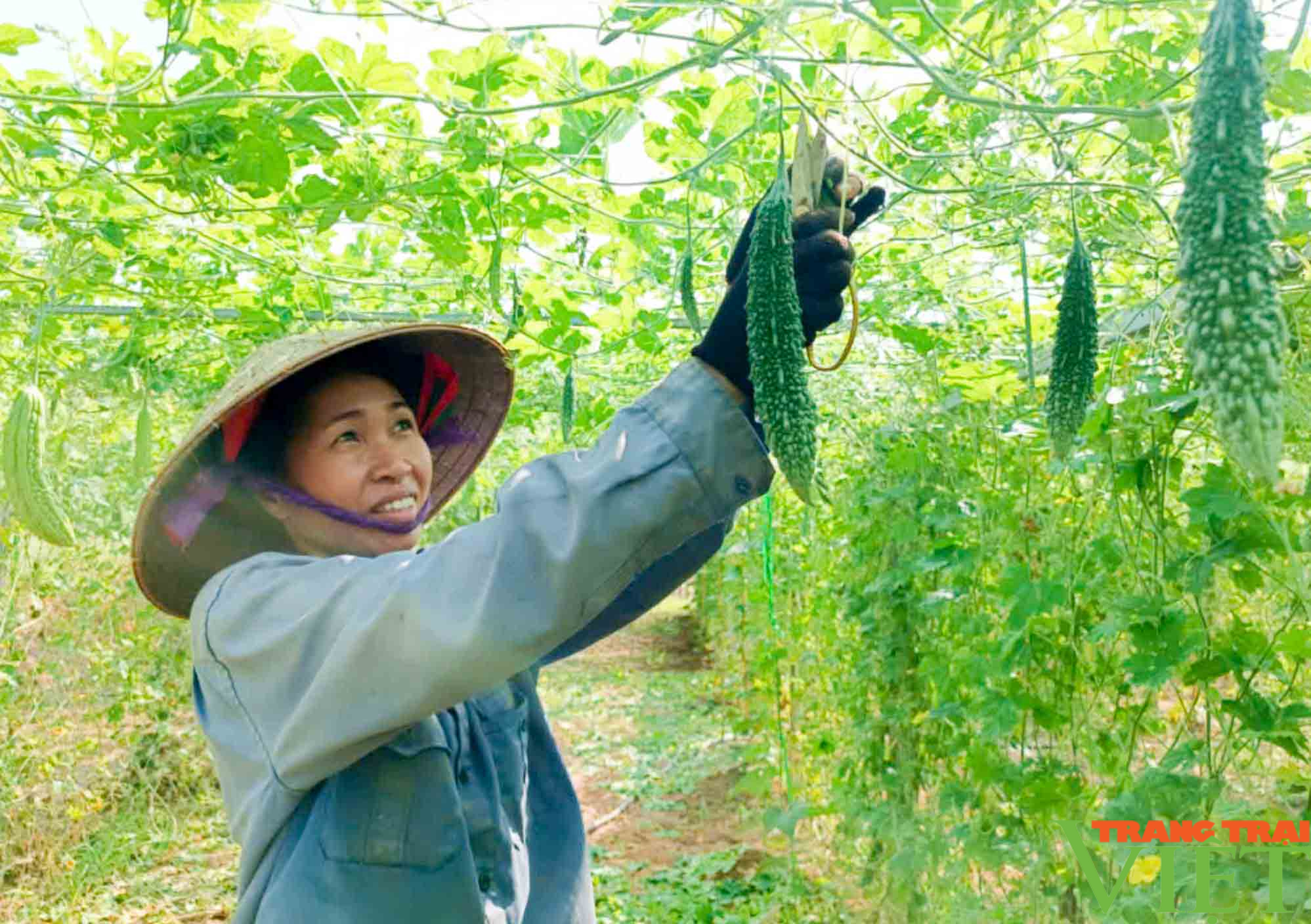 Nông dân Lào Cai: Đẩy mạnh sản xuất rau màu vụ đông đáp ứng nhu cầu thị trường tết - Ảnh 2.