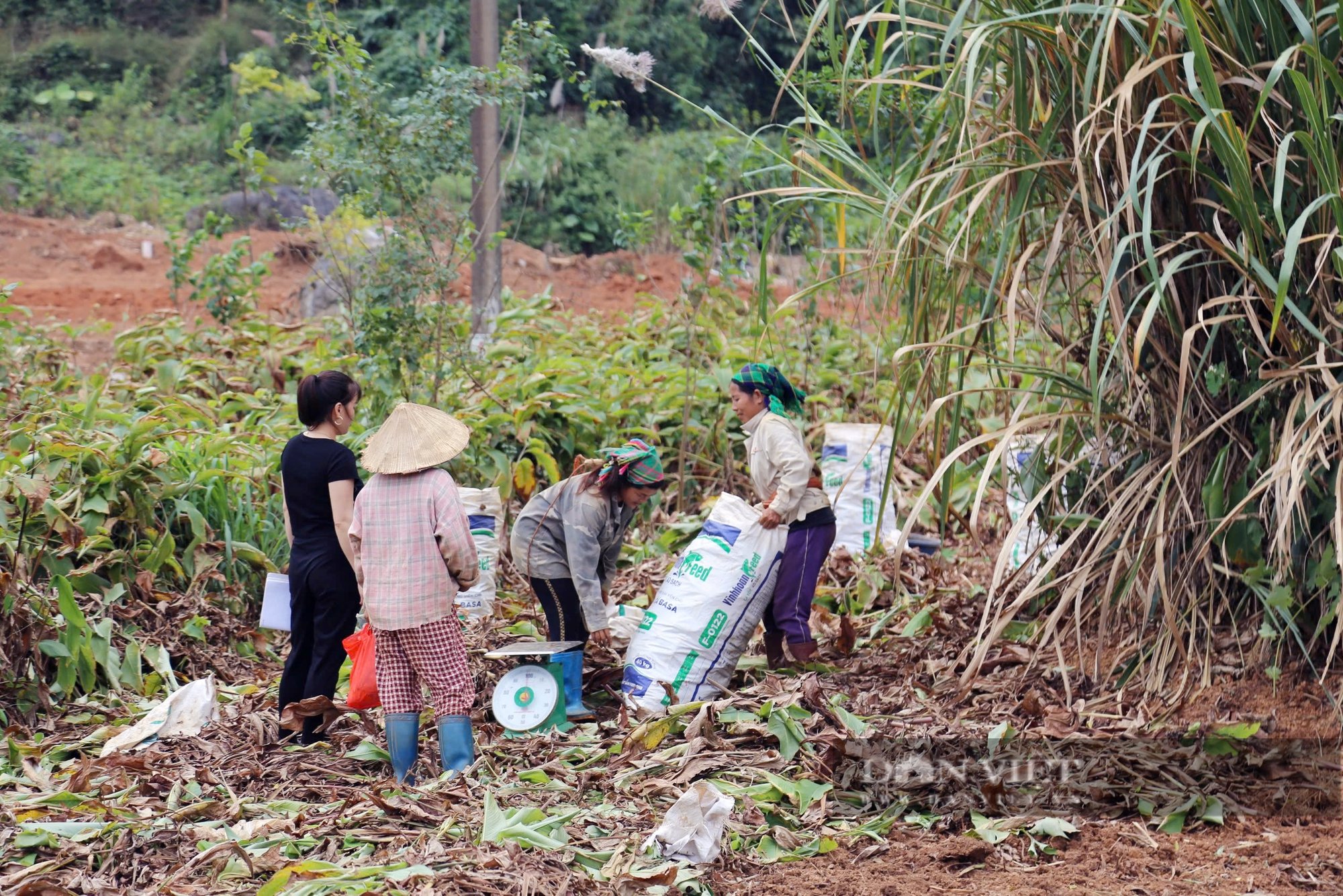 Người dân xã vùng cao Hòa Bình tất bật vào vụ dong riềng- Ảnh 2.