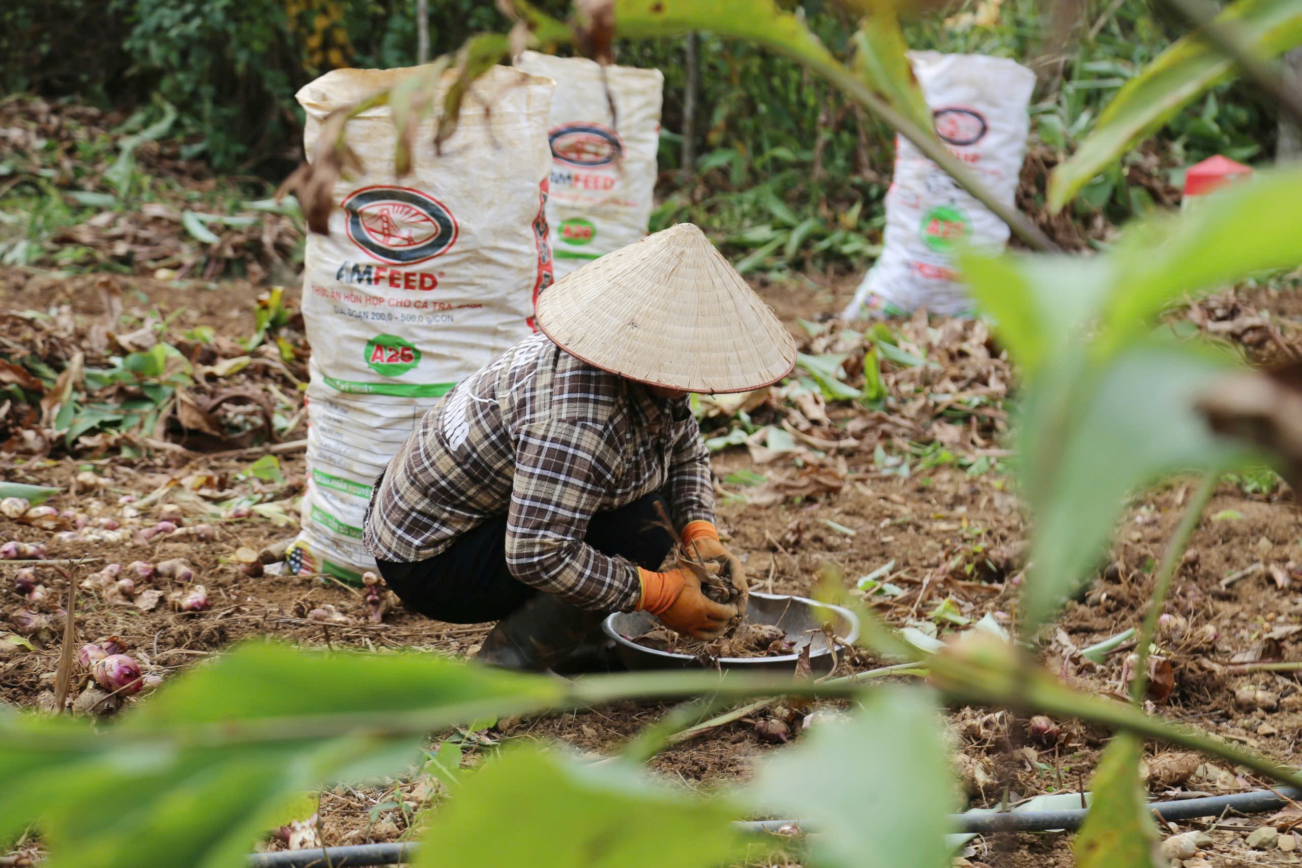 Người dân xã vùng cao Hòa Bình tất bật vào vụ dong riềng- Ảnh 3.