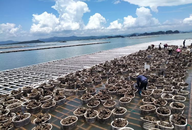 Một ông giám đốc Quảng Ninh tự tin xuất khẩu hàu đại dương, hải sản đại bổ  nhờ công nghệ này- Ảnh 1.