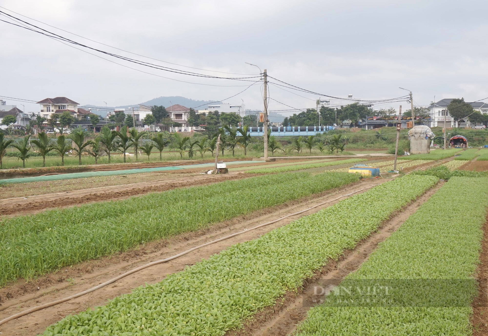 Tái sản xuất sau mưa lớn, nông dân Đà Nẵng kỳ vọng gì ở vụ rau Tết 2025? - Ảnh 4.