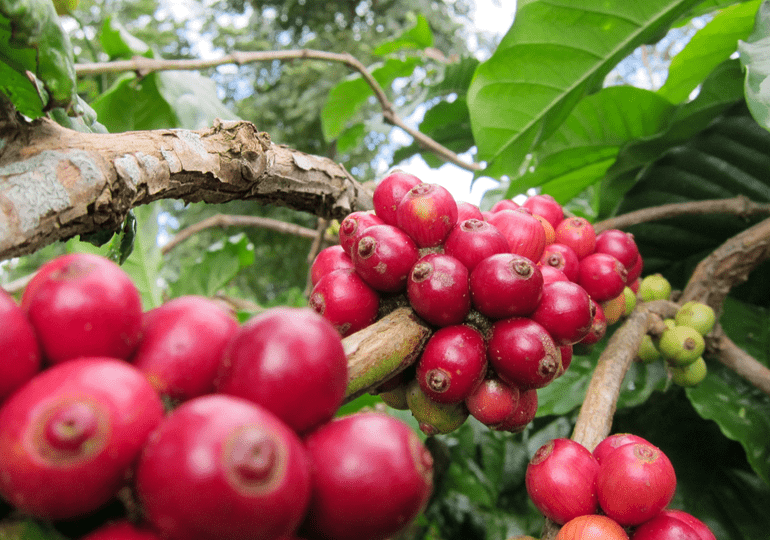 Giá cà phê bớt nóng,  - Ảnh 3.