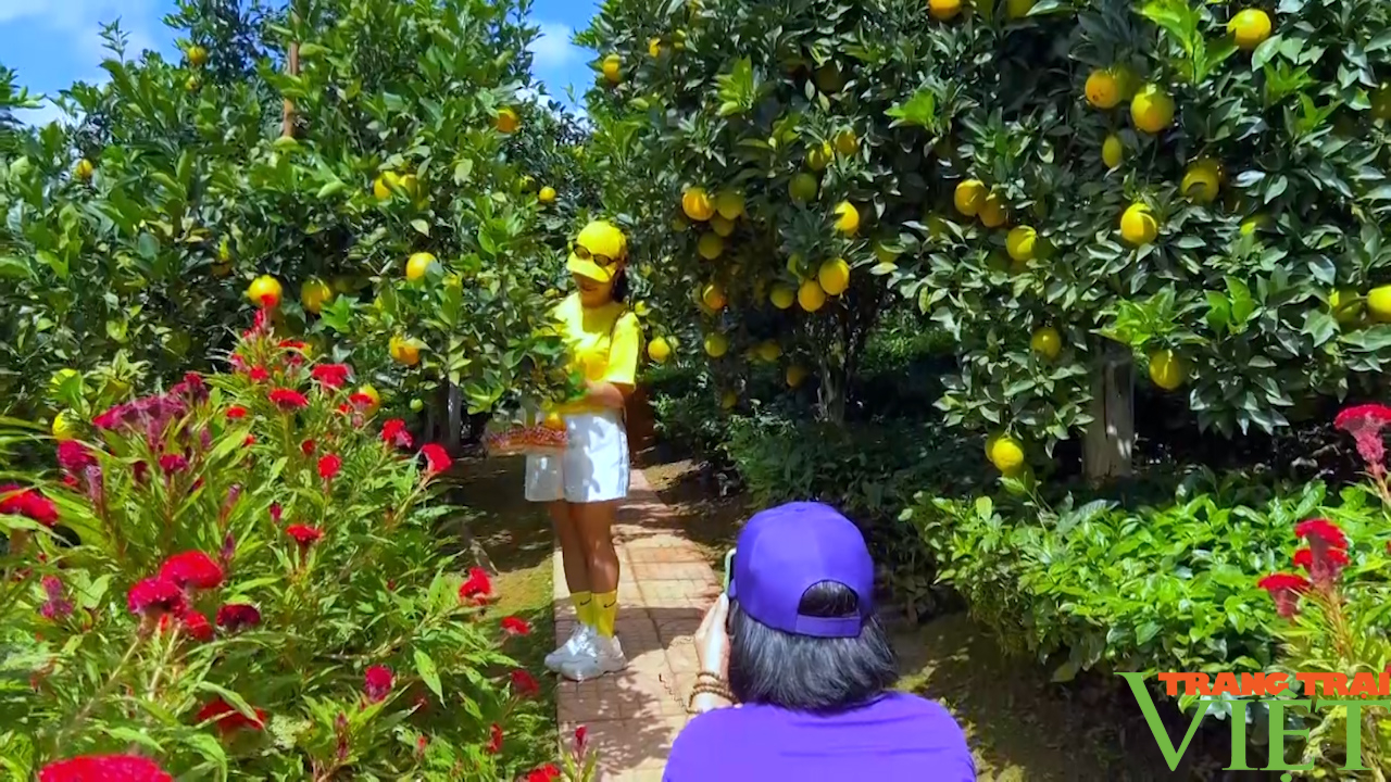 Trồng Cam ly làm du lịch, nông dân Mộc Châu thu lời cao - Ảnh 6.