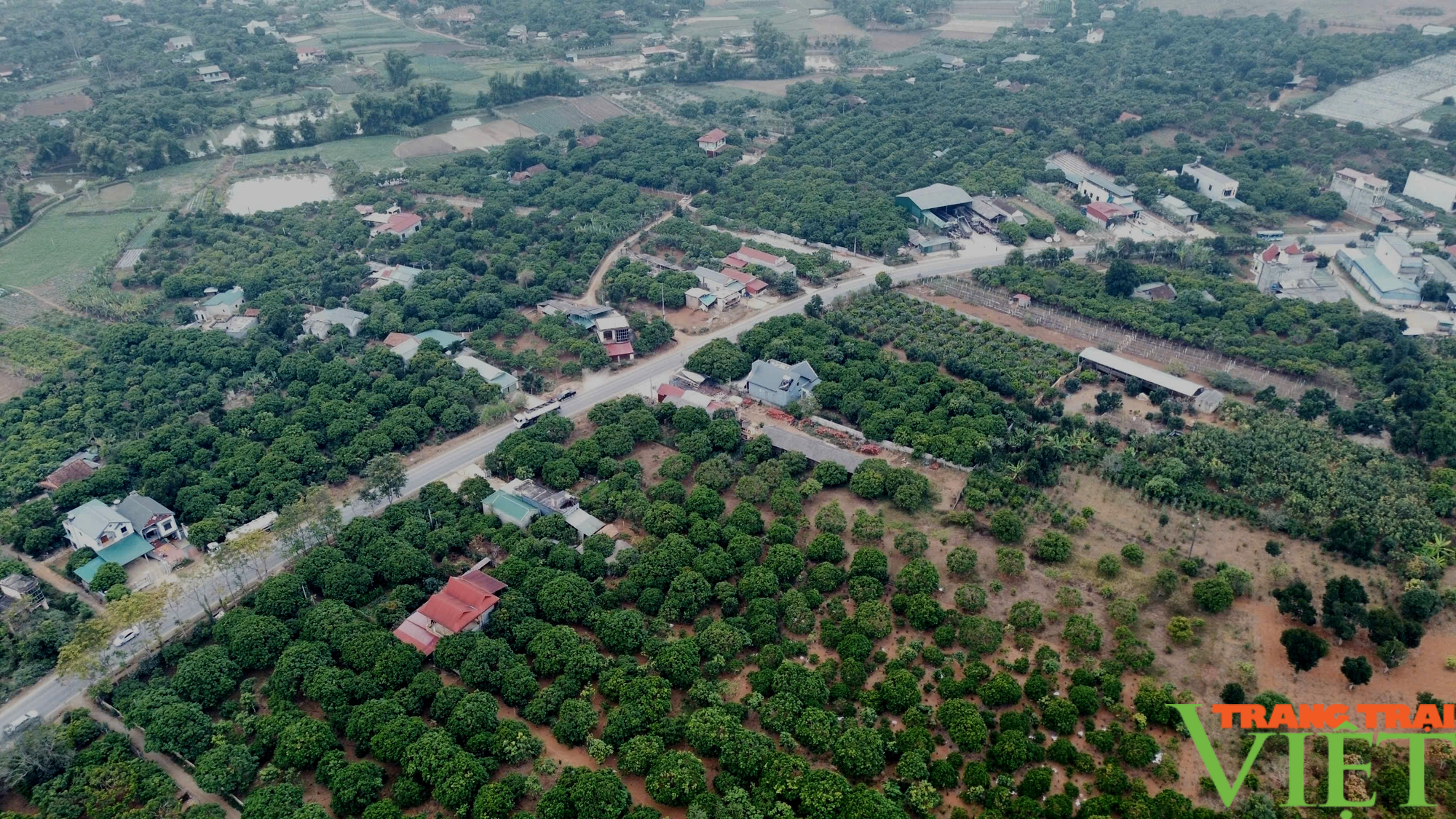 Mai Sơn phát triển sản phẩm OCOP từ thế mạnh nông nghiệp - Ảnh 1.