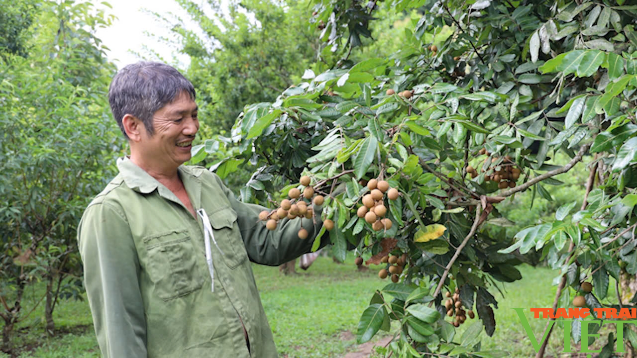 Thuận Châu: Phát triển sản phẩm OCOP gắn với xây dựng nông thôn mới- Ảnh 3.