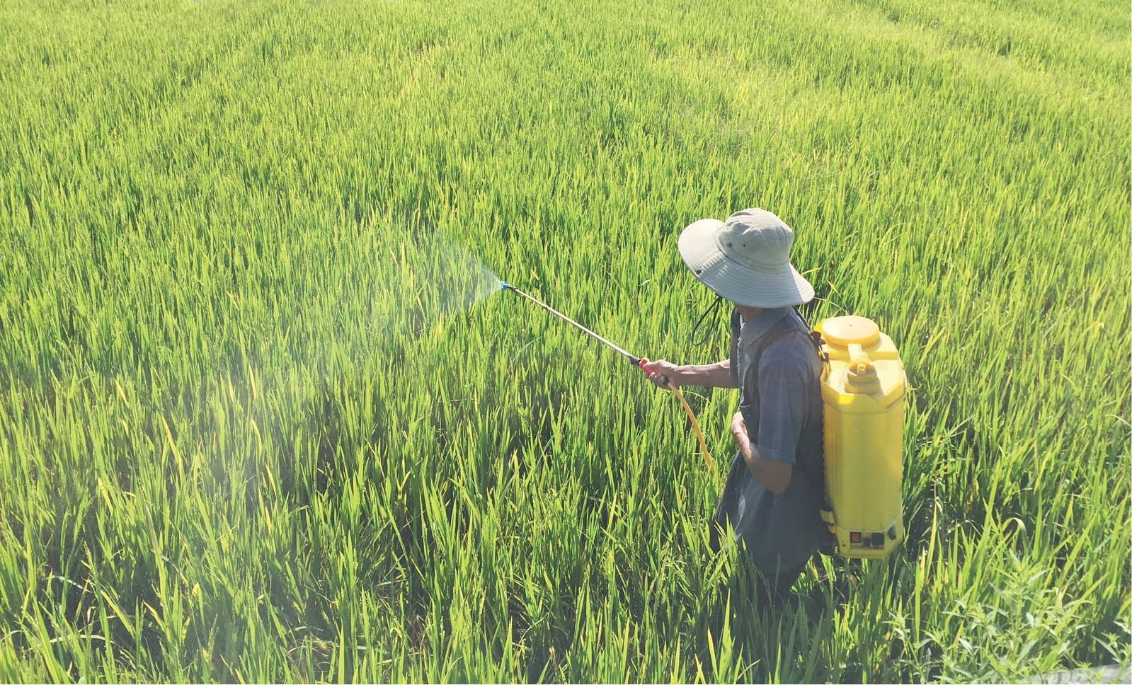 Tọa đàm Sử dụng thuốc bảo vệ thực vật "4 đúng" vì sức khỏe cây trồng và con người - Ảnh 2.