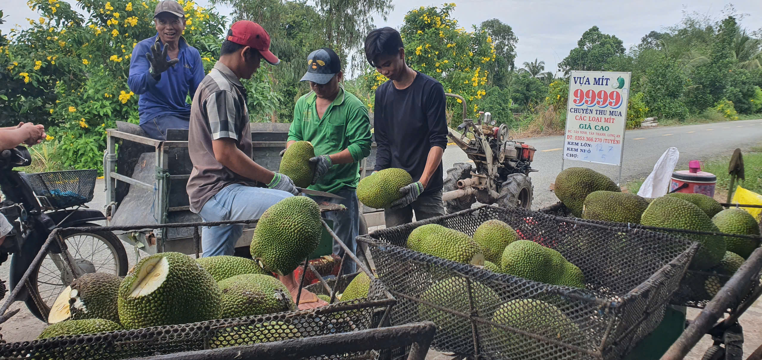 Chuyển đổi cây lúa, nông dân xã vùng sâu Long An trồng hơn 403 ha mít Thái lợi nhuận gấp 3 lần    - Ảnh 2.