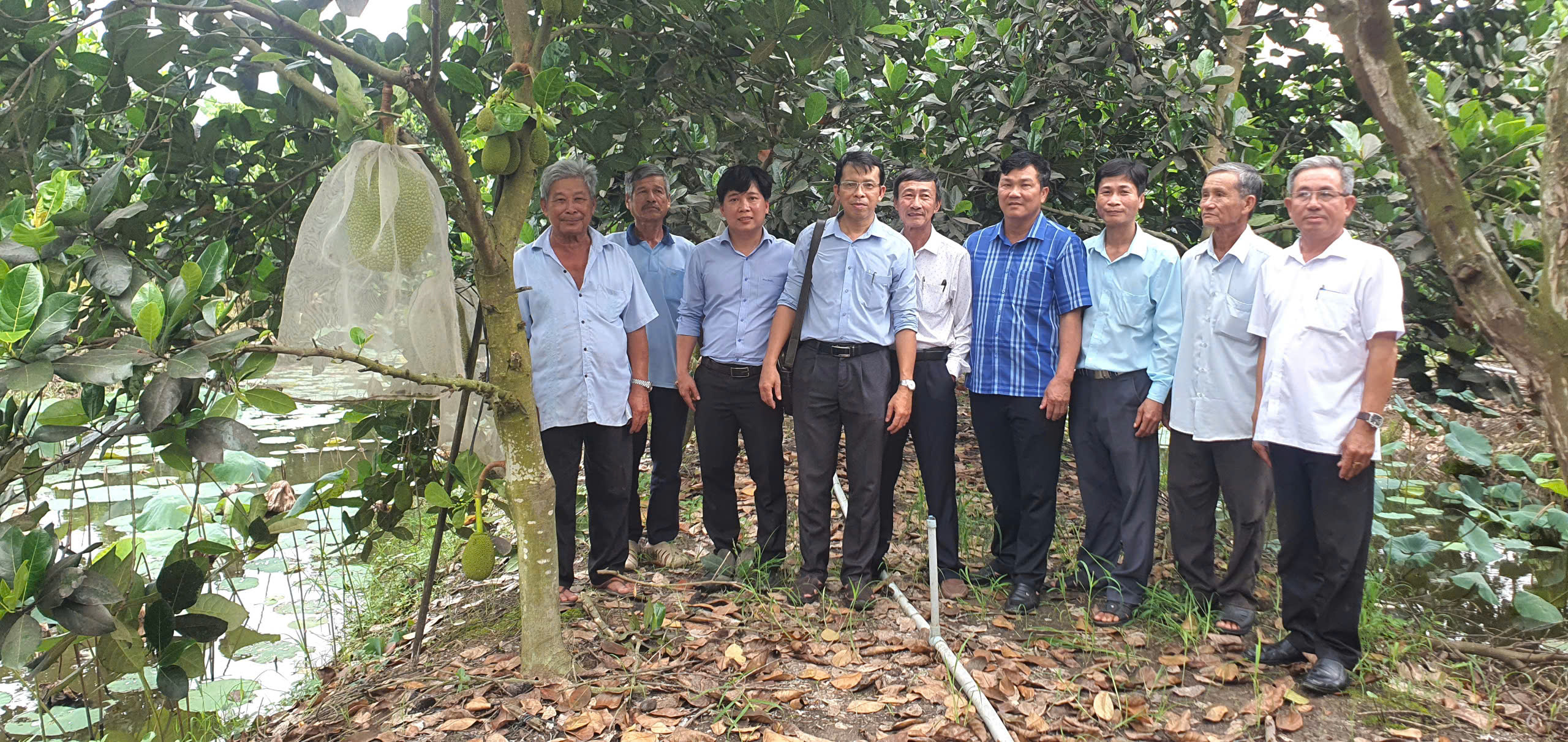 Chuyển đổi cây lúa, nông dân xã vùng sâu Long An trồng hơn 403 ha mít Thái lợi nhuận gấp 3 lần    - Ảnh 3.