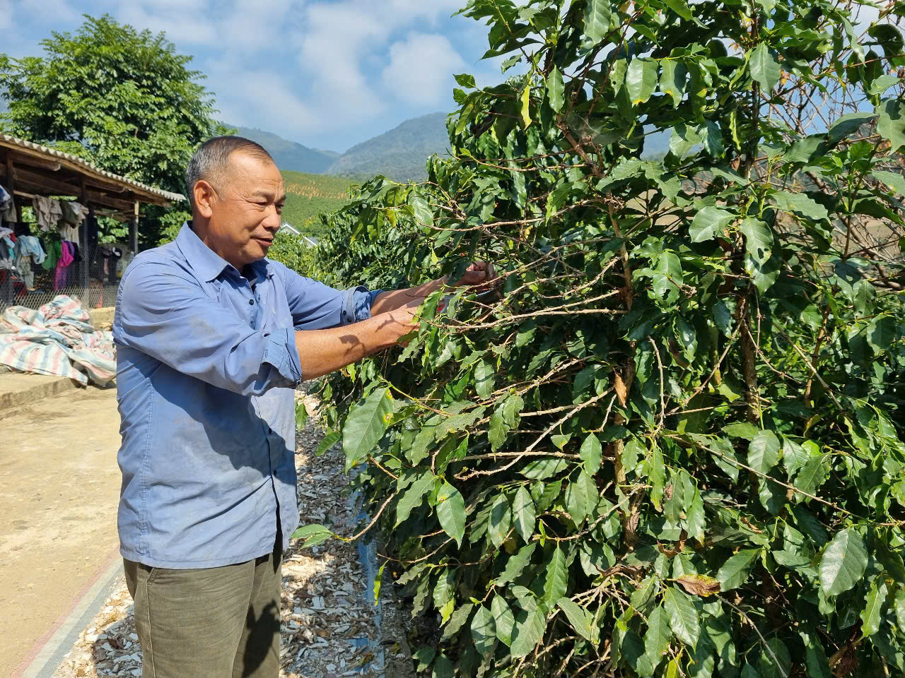 Cà phê - cây làm giàu ở vùng đất biên giới Dồm Cang - Ảnh 2.