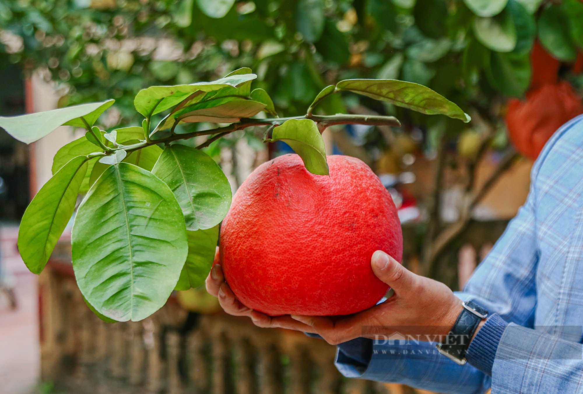 Tiết lộ bí quyết tạo ra những quả bưởi đỏ mang chữ "Tài Lộc", giá nửa triệu đồng/1 quả - Ảnh 5.