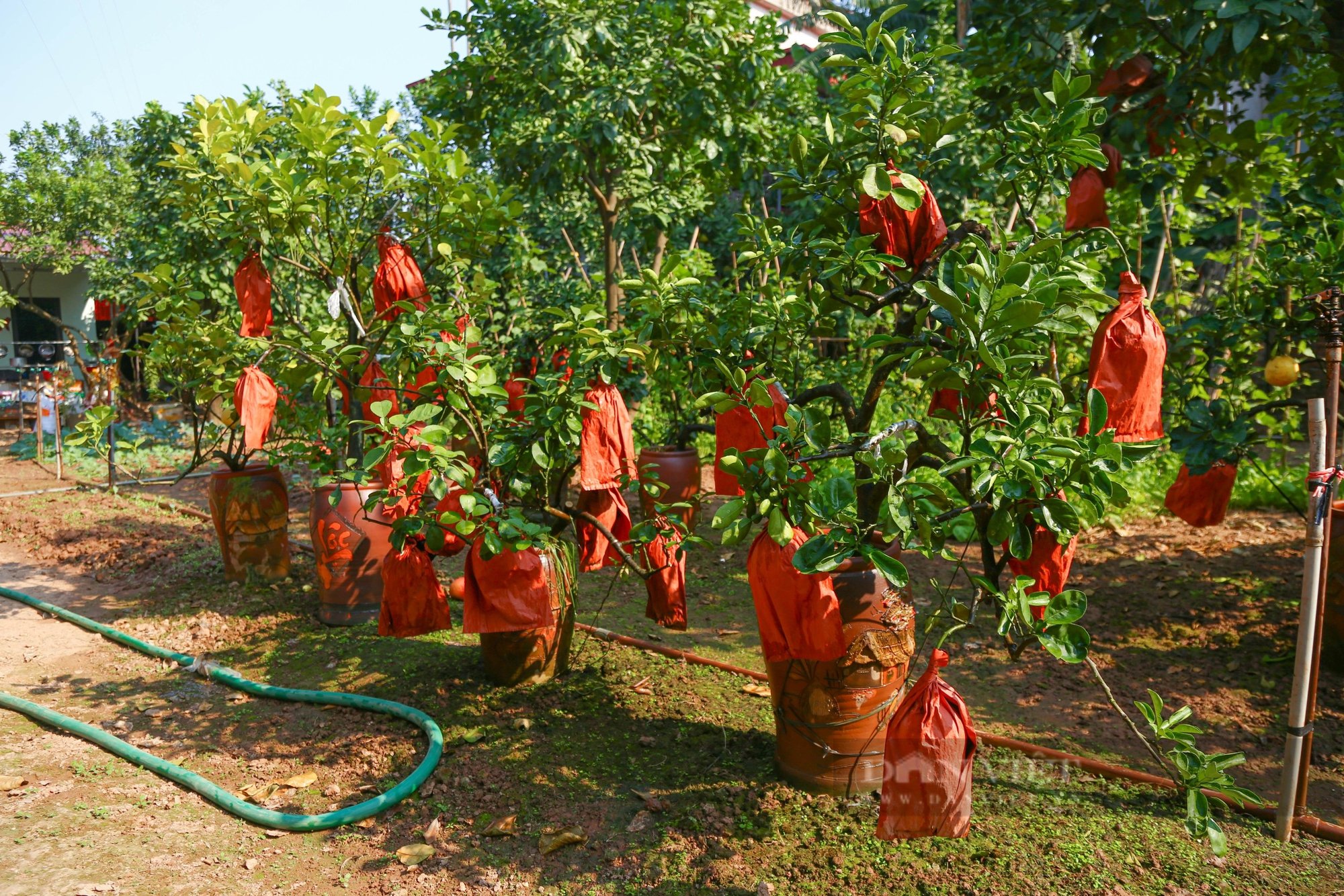 Tiết lộ bí quyết tạo ra những quả bưởi đỏ mang chữ "Tài Lộc", giá nửa triệu đồng/1 quả - Ảnh 2.