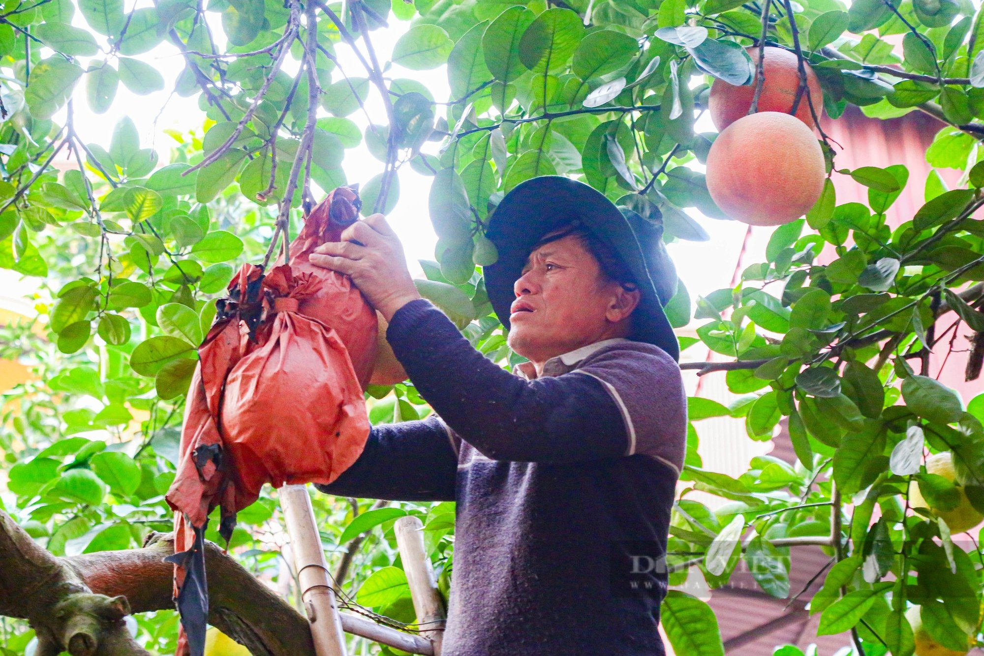 Tiết lộ bí quyết tạo ra những quả bưởi đỏ mang chữ "Tài Lộc", giá nửa triệu đồng/1 quả - Ảnh 4.