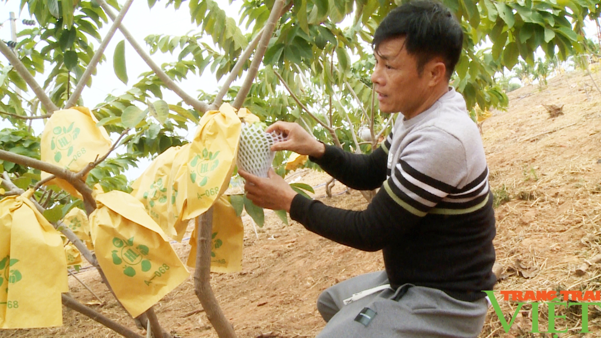 Người bắt cây na sầu riêng "đẻ trứng" trên nơi vựa nhãn vùng biên - Ảnh 2.